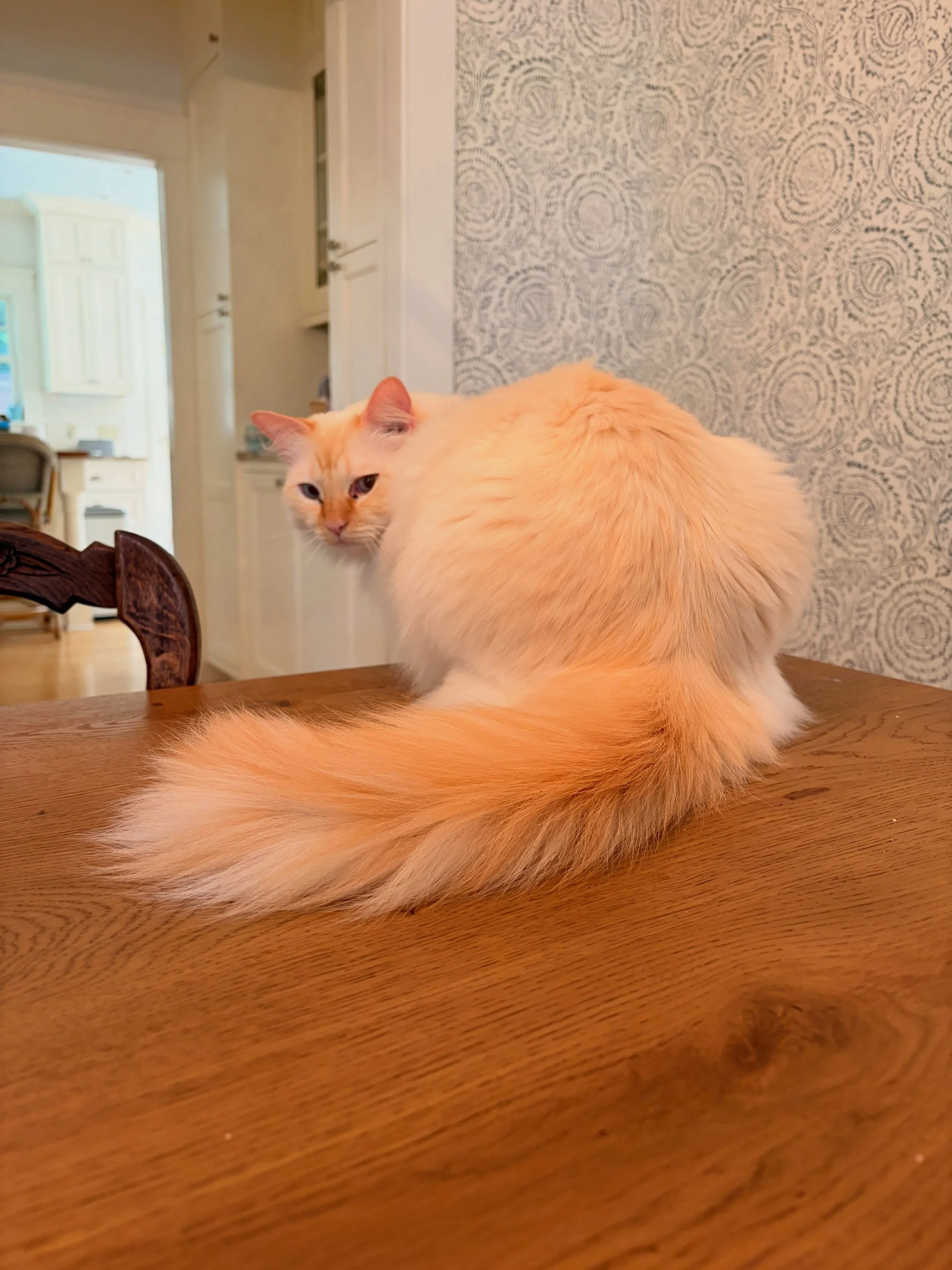 Playful boy, Omelette 🍳