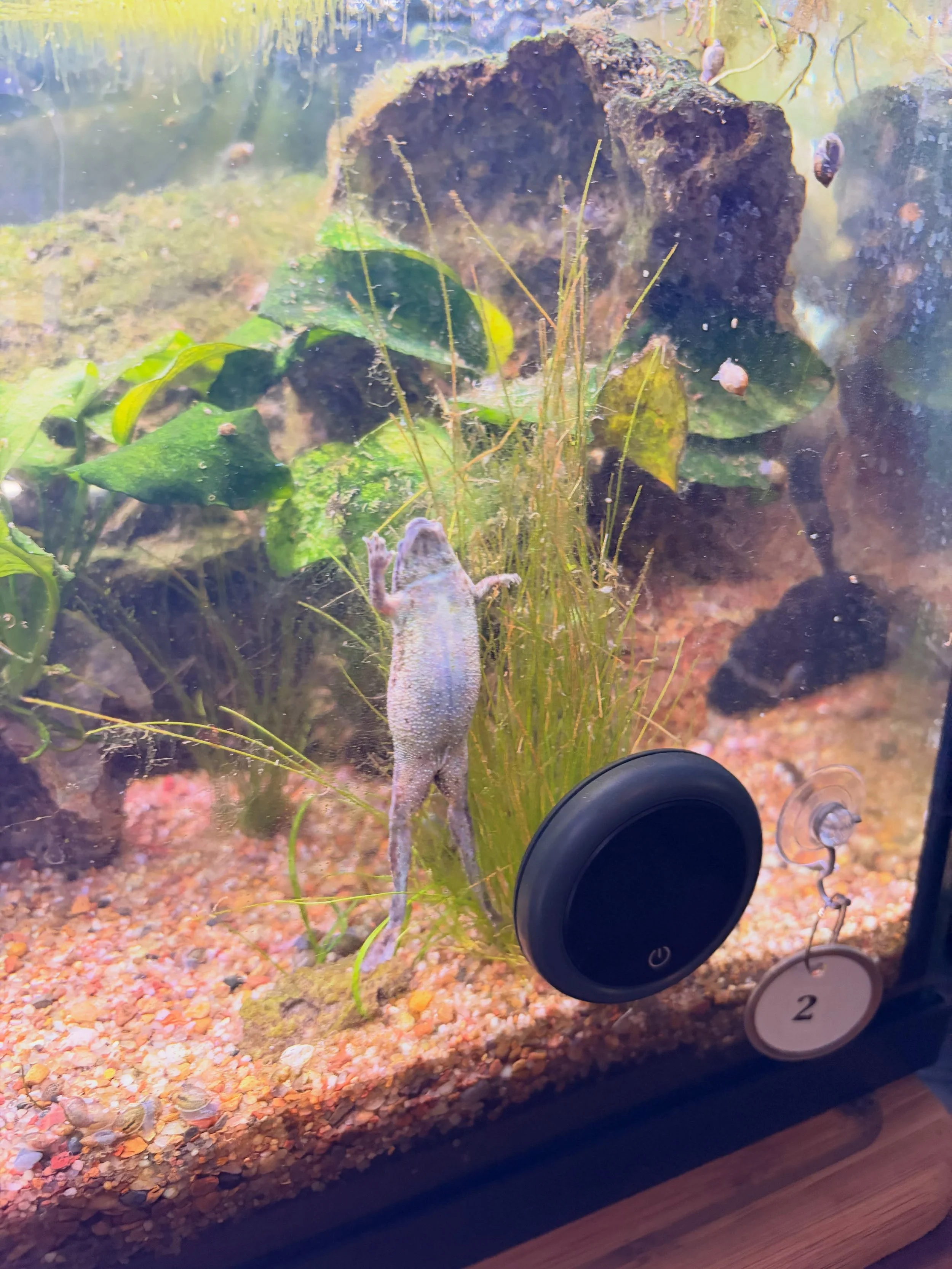 Took care of some tanks 🐸 and beautiful gardens 🪴