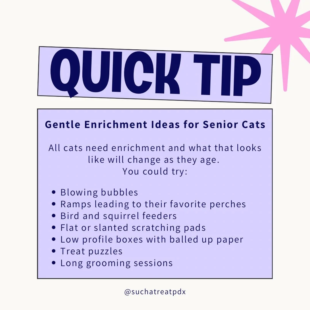 Gentle ways to provide enrichment for your senior cat