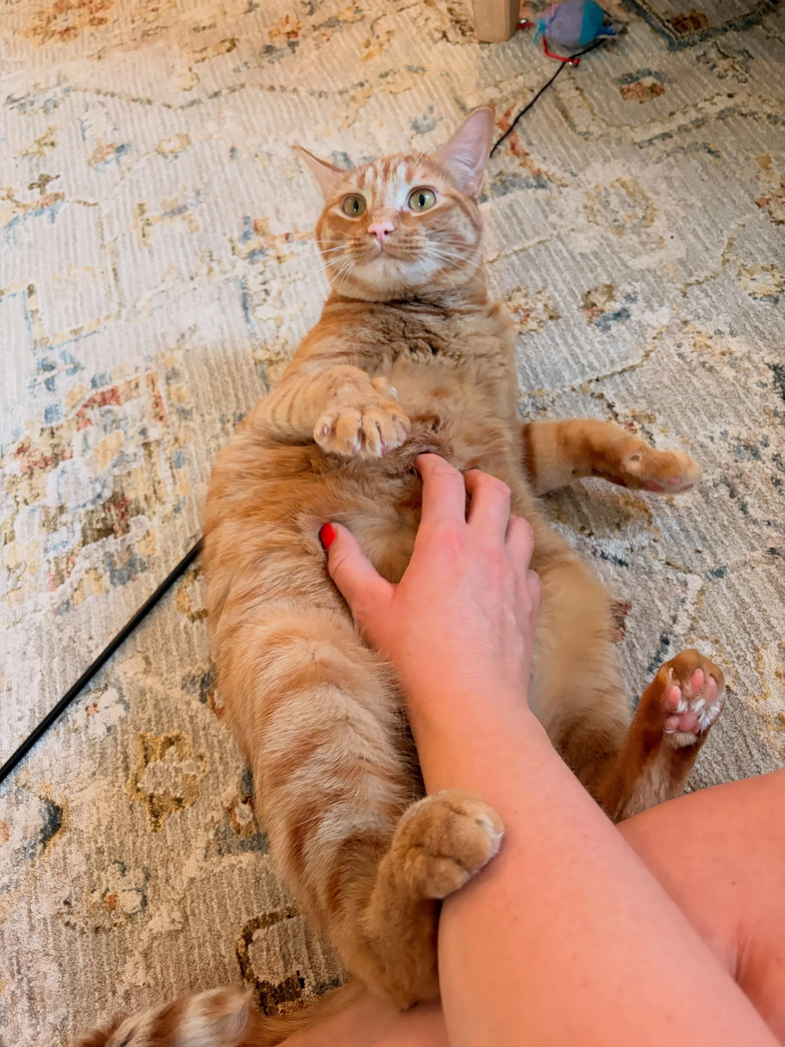 High-energy, lovable Winston 😸