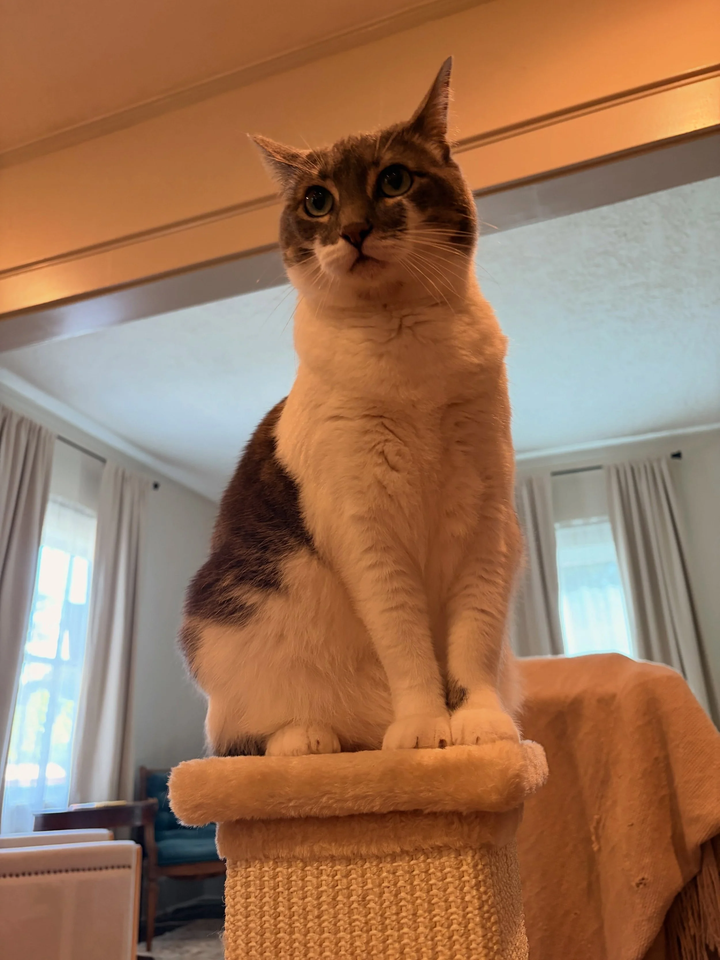 Queen Gladys on her tower 👑