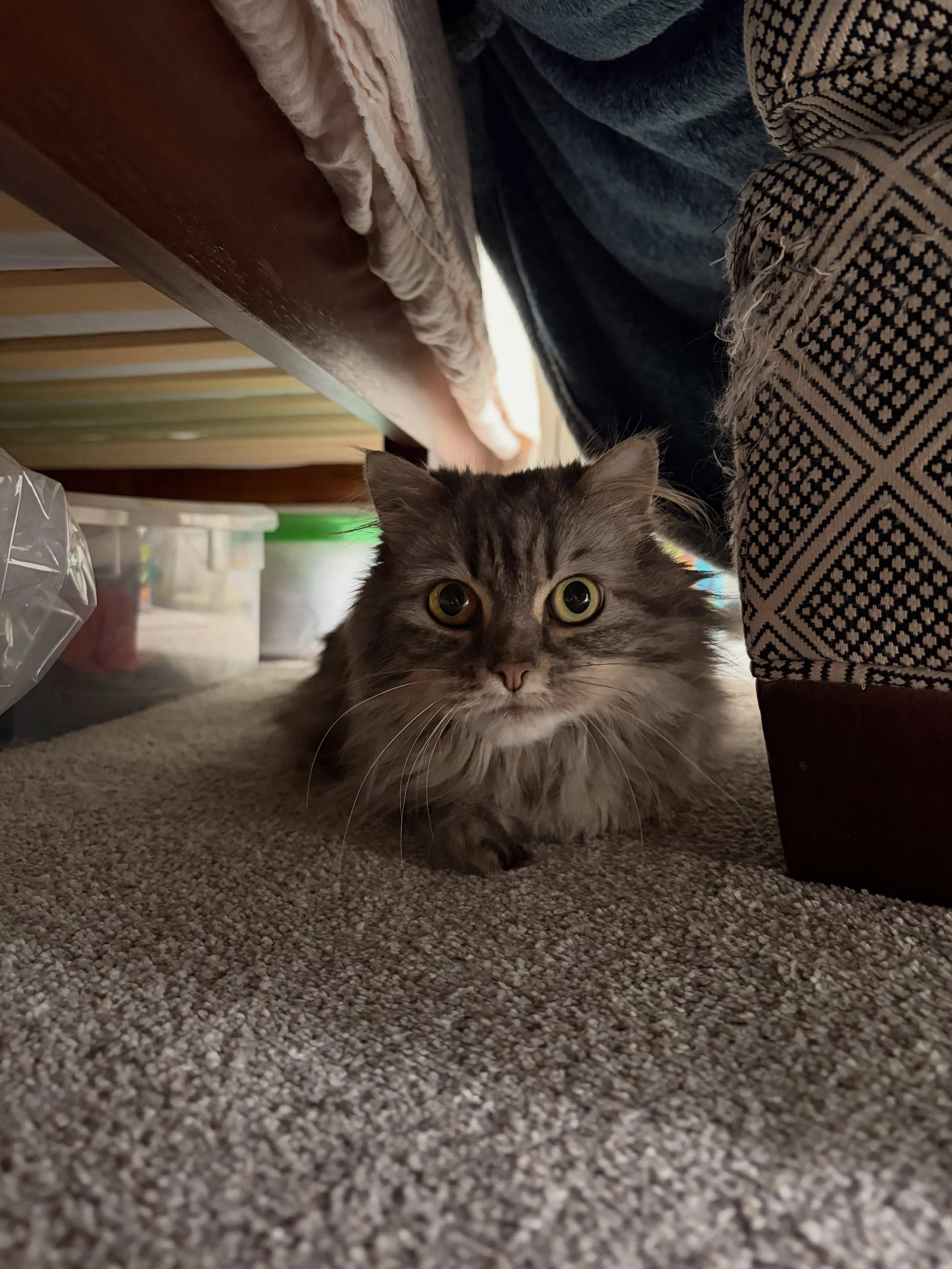 Duchess in her blanket fort: 👹 
(she's not mad, that's just her face when she meows 🤭)