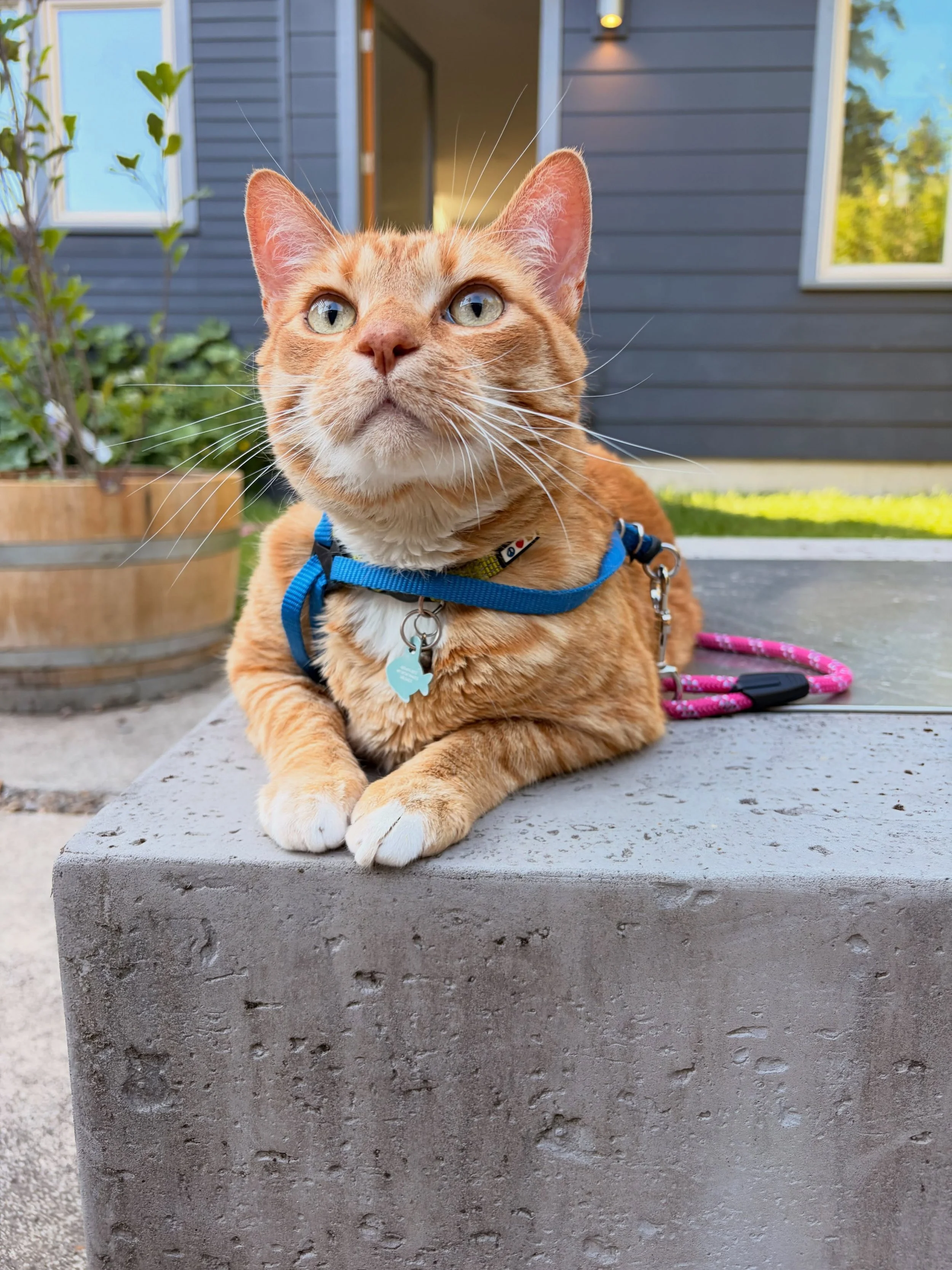 Rajah: favorite activity is flopping around his backyard
