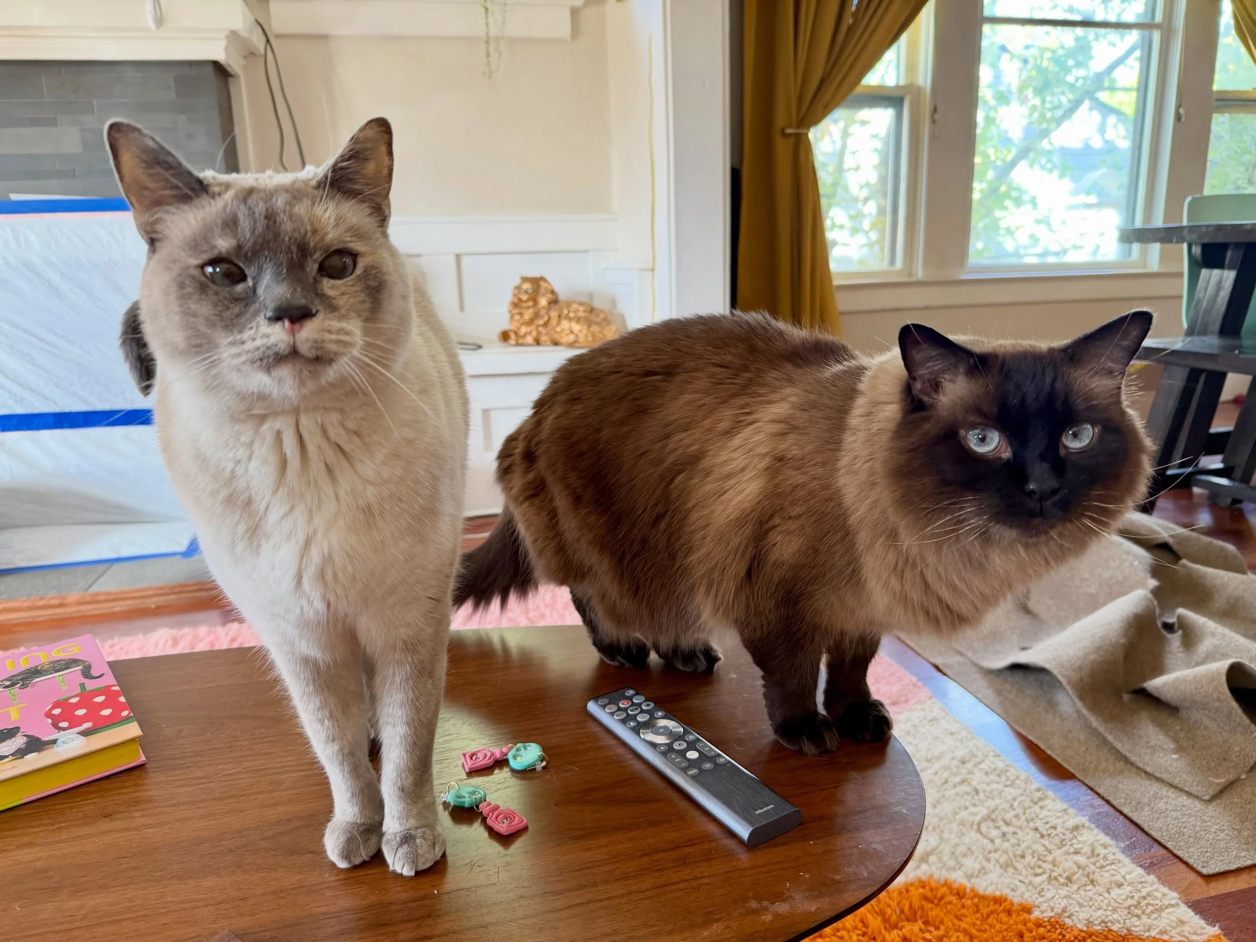 It's my birthday! We took a trip up to the San Juan Islands to celebrate with seafood, farmers markets, lighthouses, kayaking, wine, bird watching and lots of reading on the balcony of our hotel! Thanks to @kittycity_catsitter for watching my girls @
