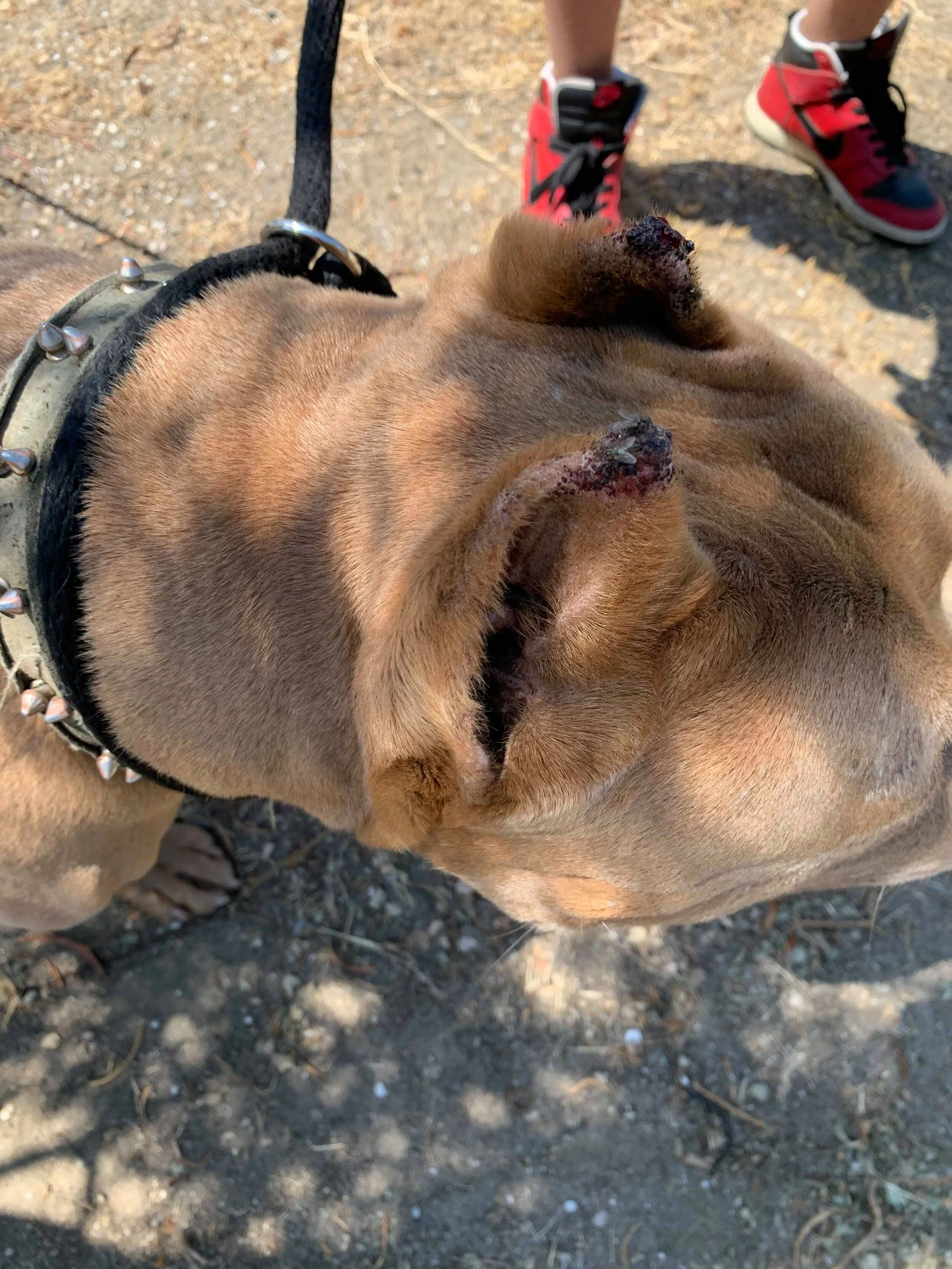 BEFORE VET CARE