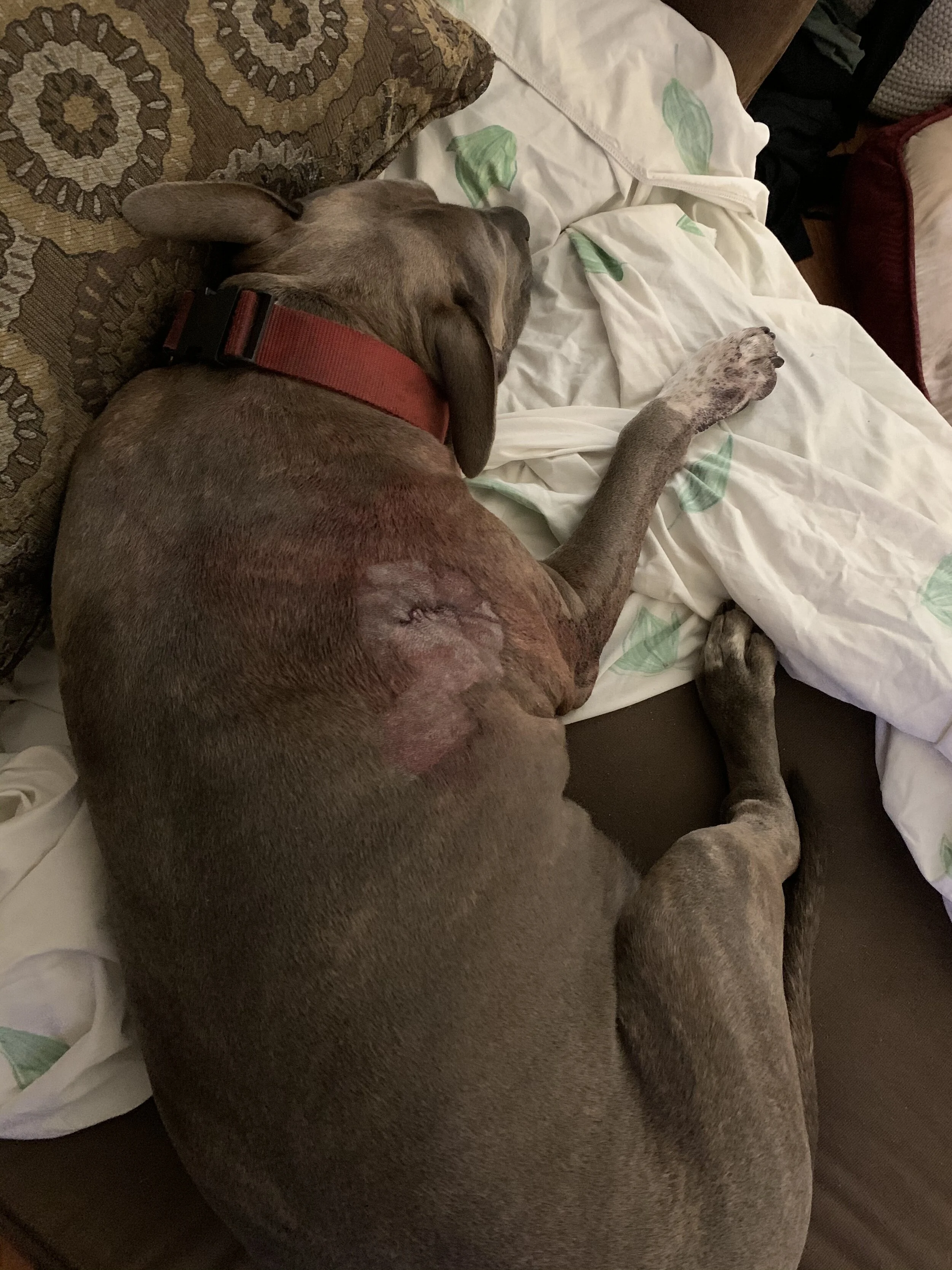 Photo Aug 04, 9 19 35 PM.jpg