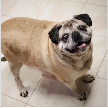 Screen Shot 2020-05-15 at 11.18.45 AM.png