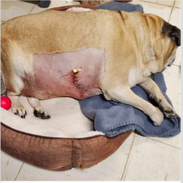 Screen Shot 2020-05-15 at 11.18.25 AM.png