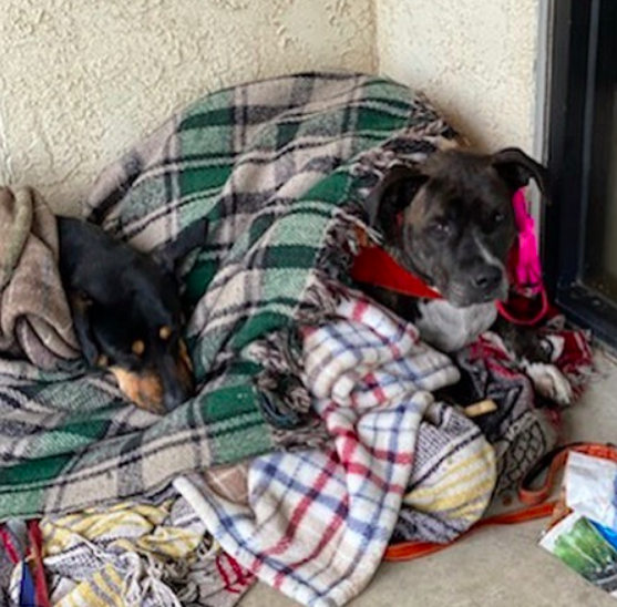 Screen Shot 2020-04-28 at 4.02.06 PM.png