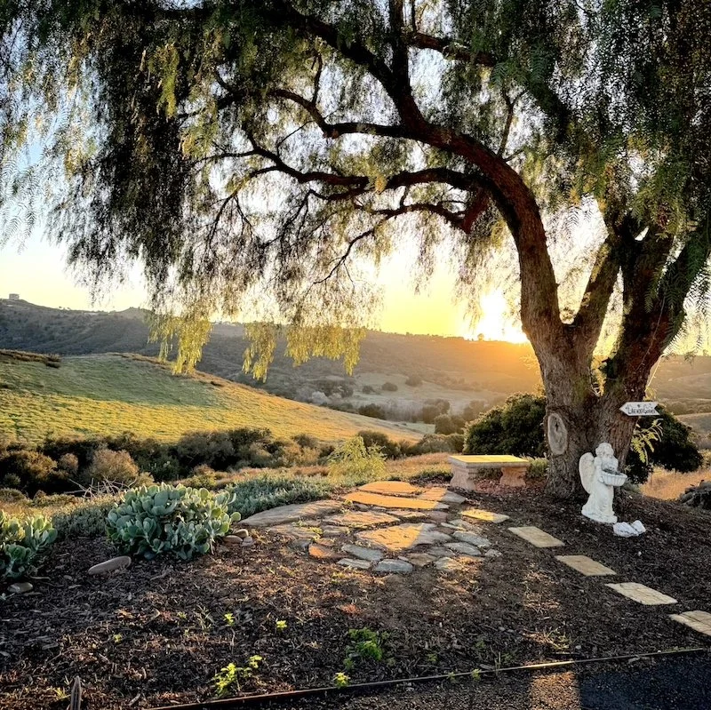 med-tree-sunset.jpg