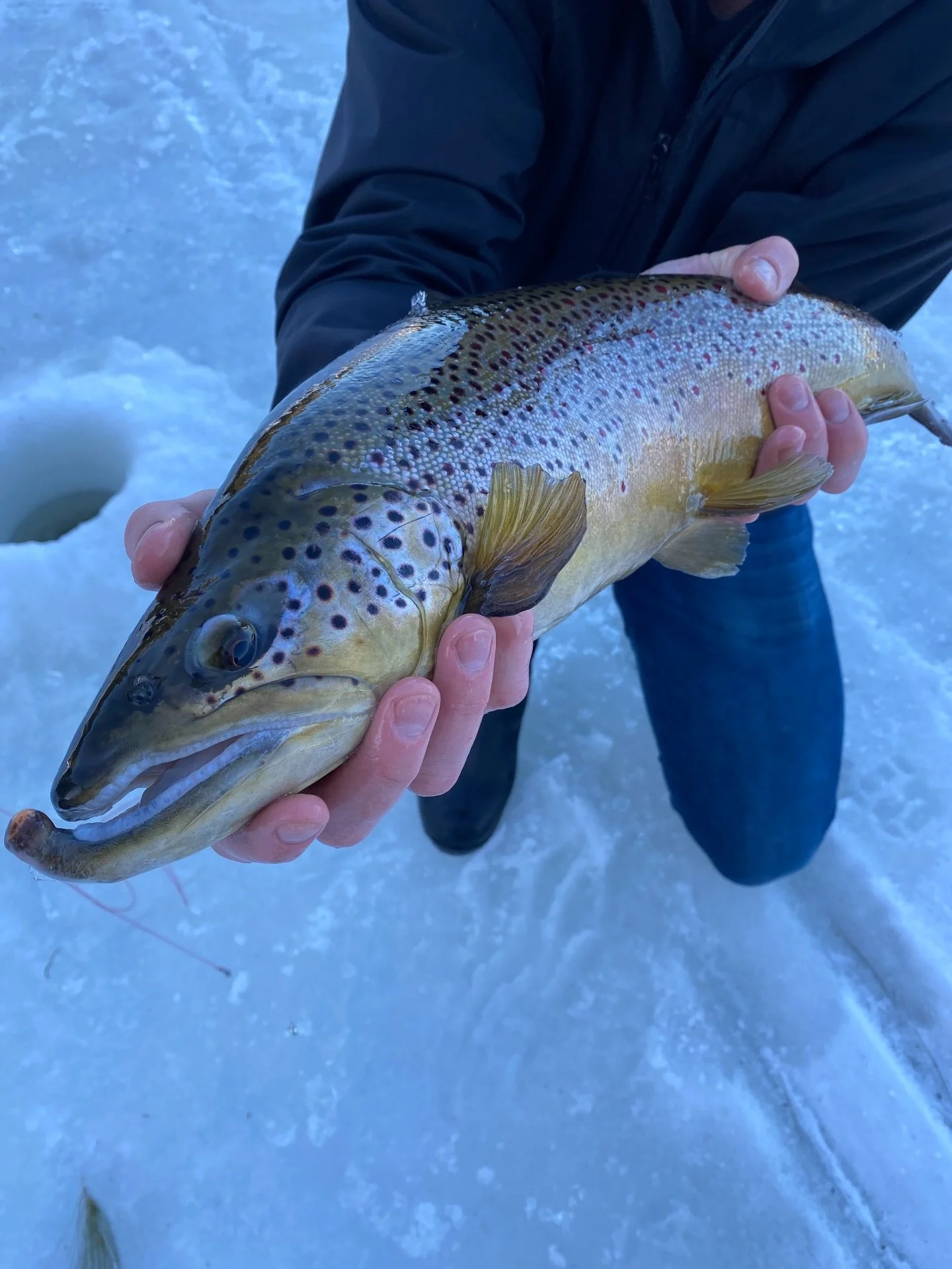 Big ol kyped up brown from a while back 😤 there&rsquo;s still ice out there&hellip; just might have to go huntin&rsquo; before it warms up for good!

#browntrout #icefishing #maineguide #maine