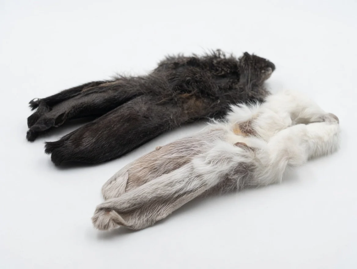 Rabbit Ears