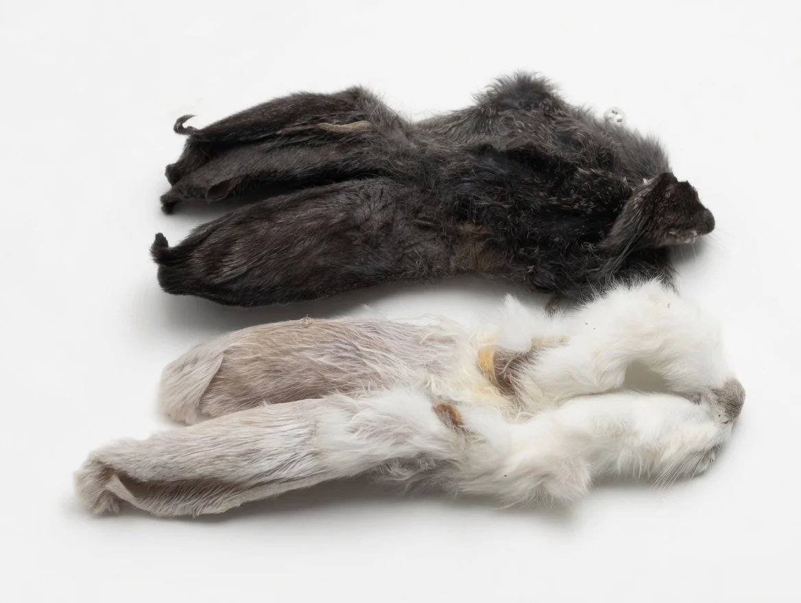 Rabbitt ears (closer view).jpg