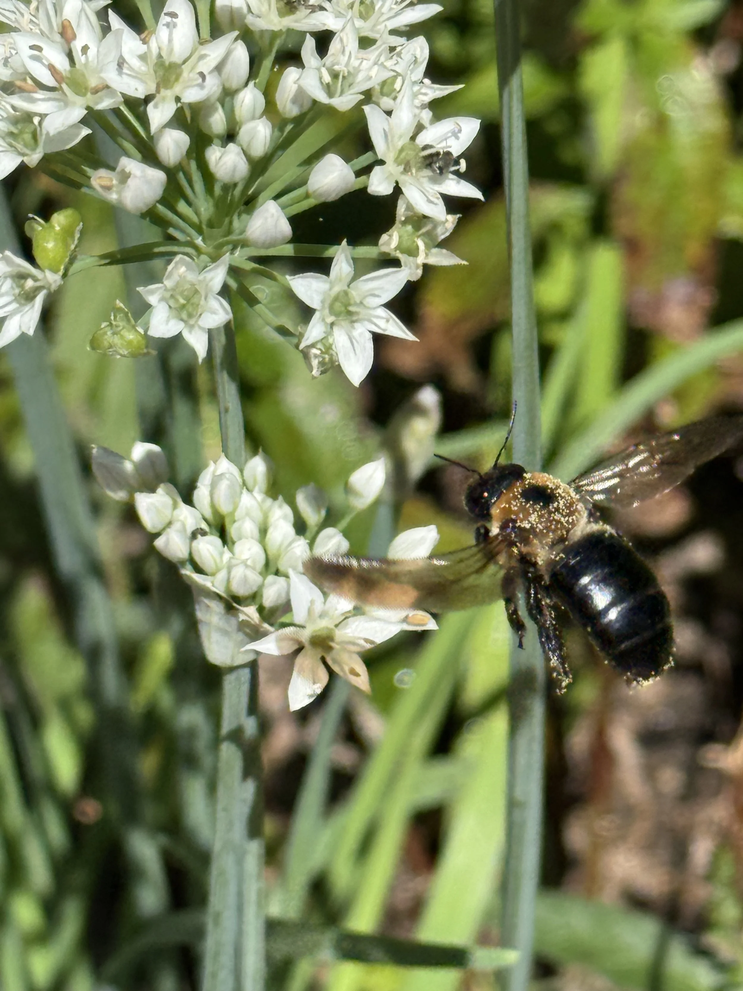 Eastern Bumblebee and allium