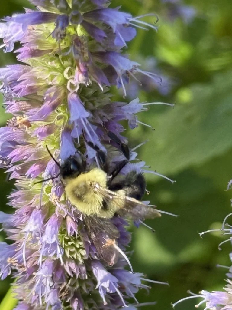 Bumble bee on anise