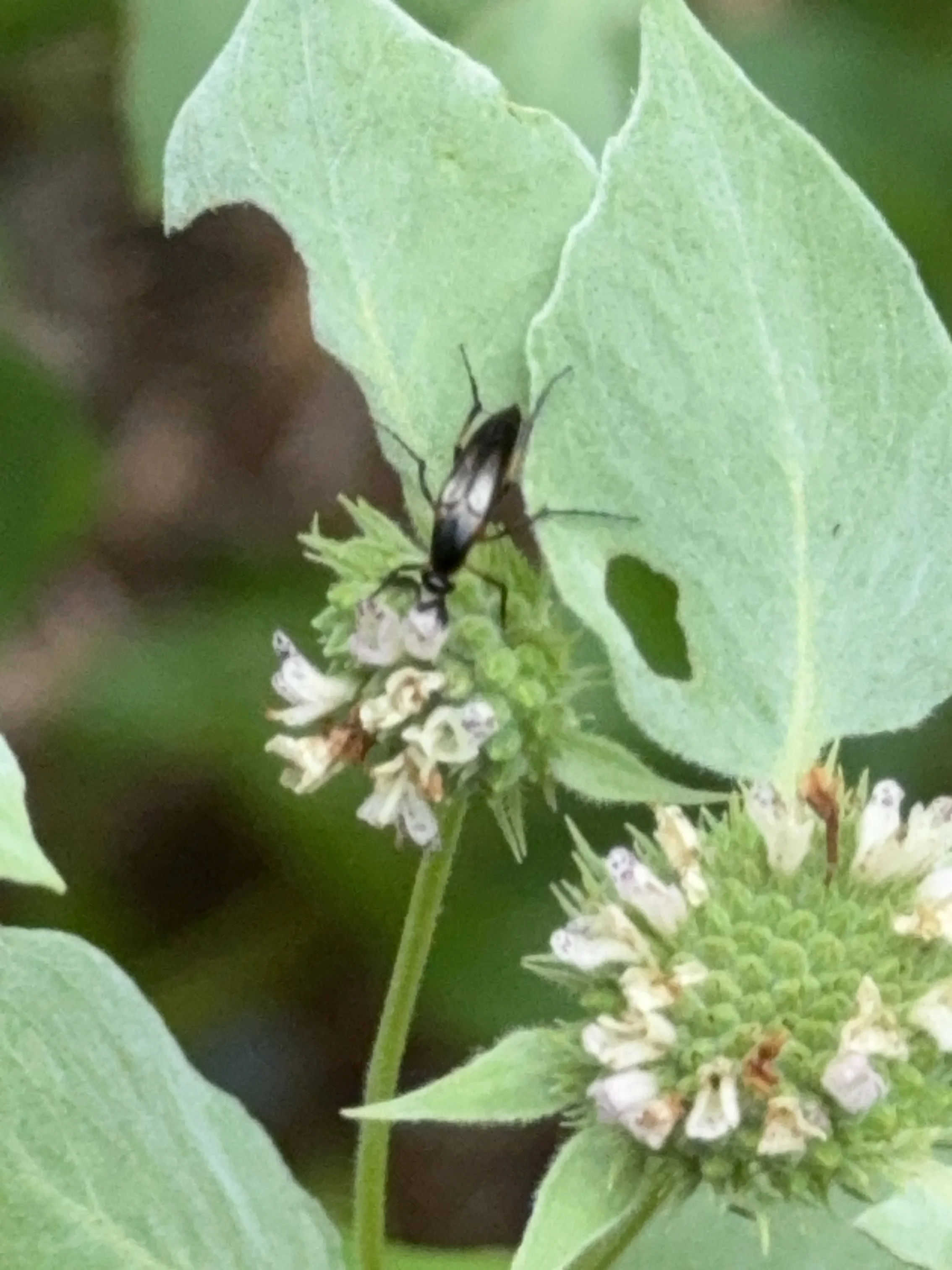 Bordered Wedge-shaped beetle on Mt. Mint