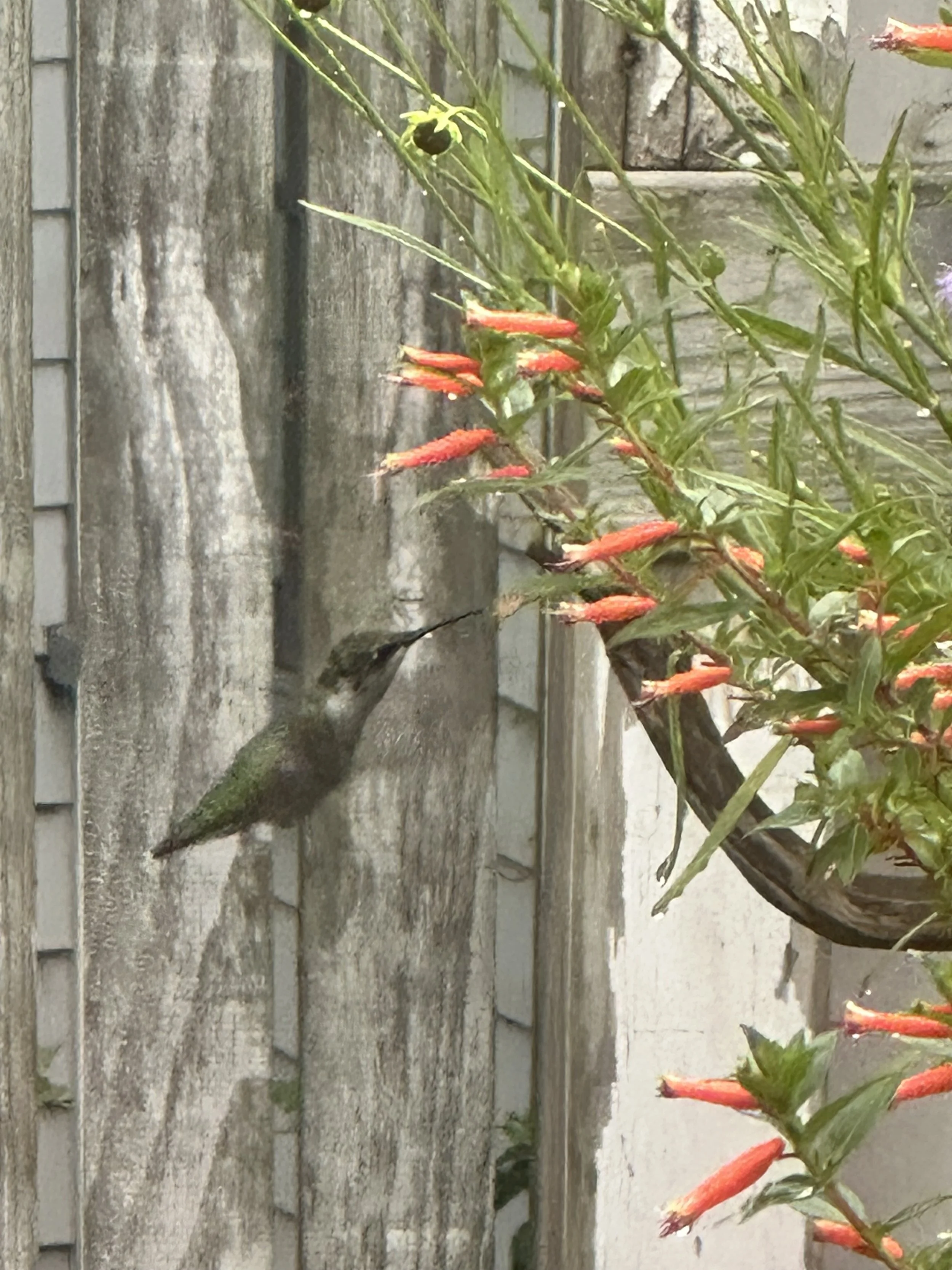 Hummingbird to vermillion