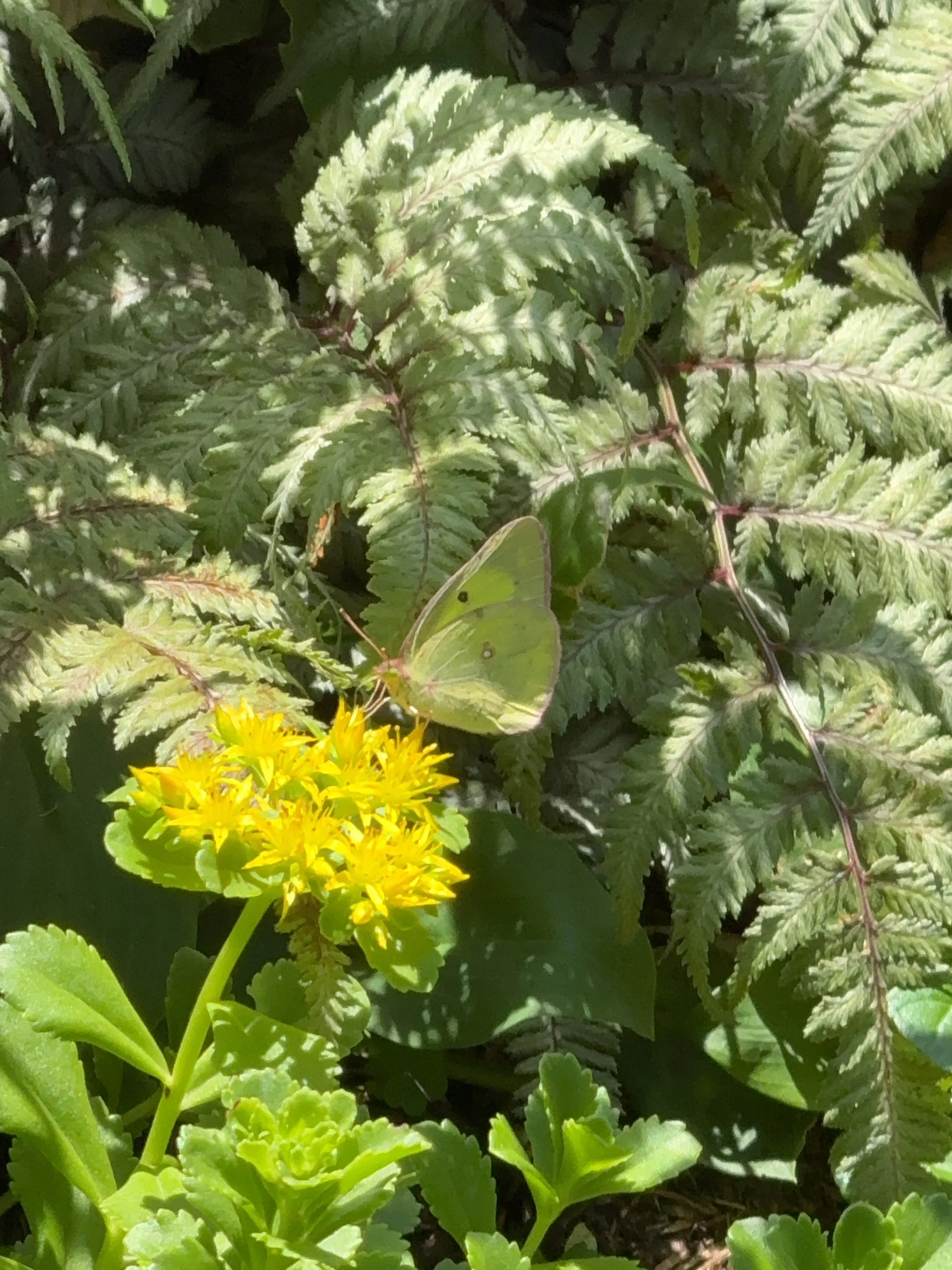 Clouded sulfur butterfly on sedum