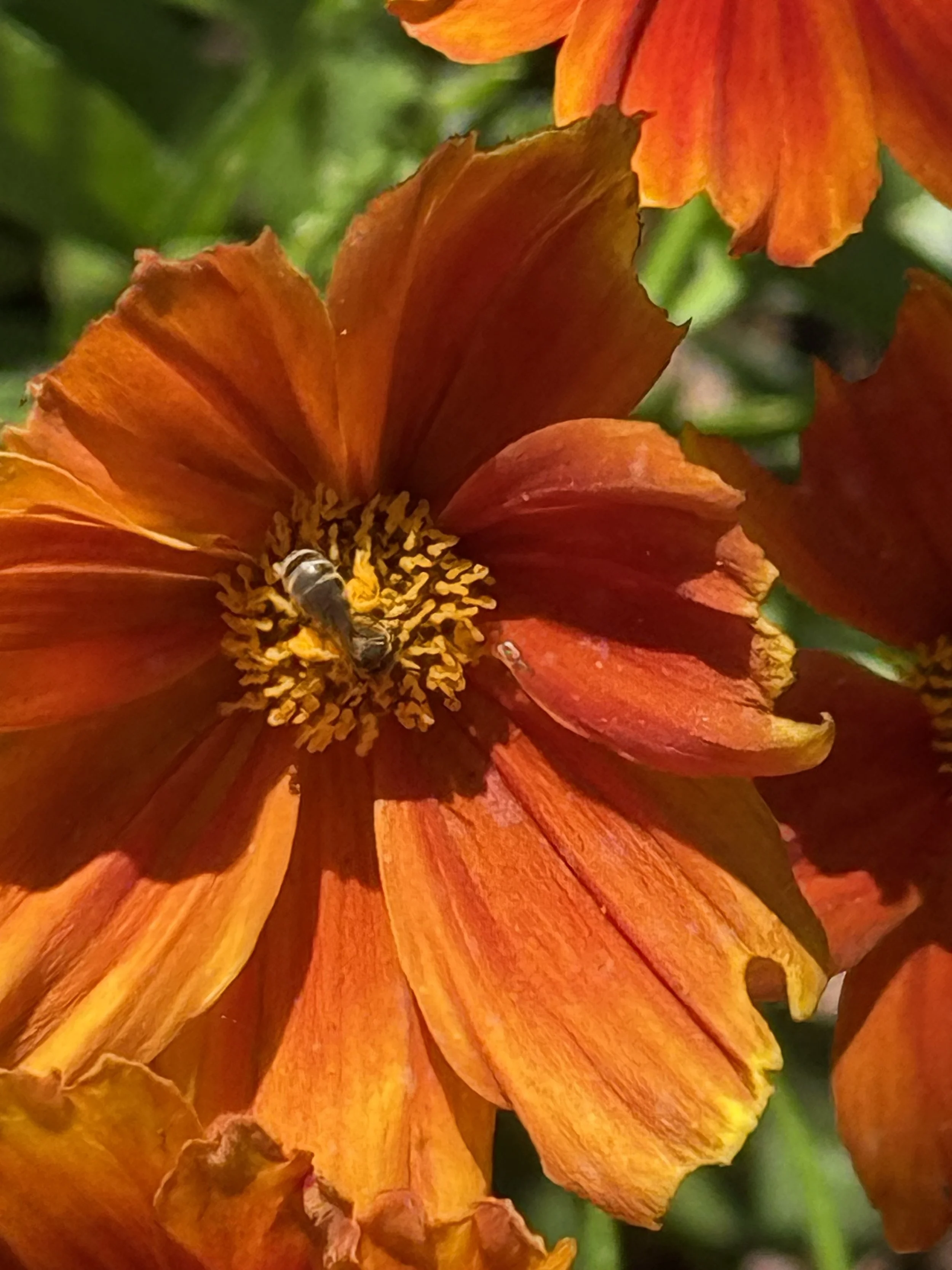 Ligated Furrow bee on coreopsis cultivar