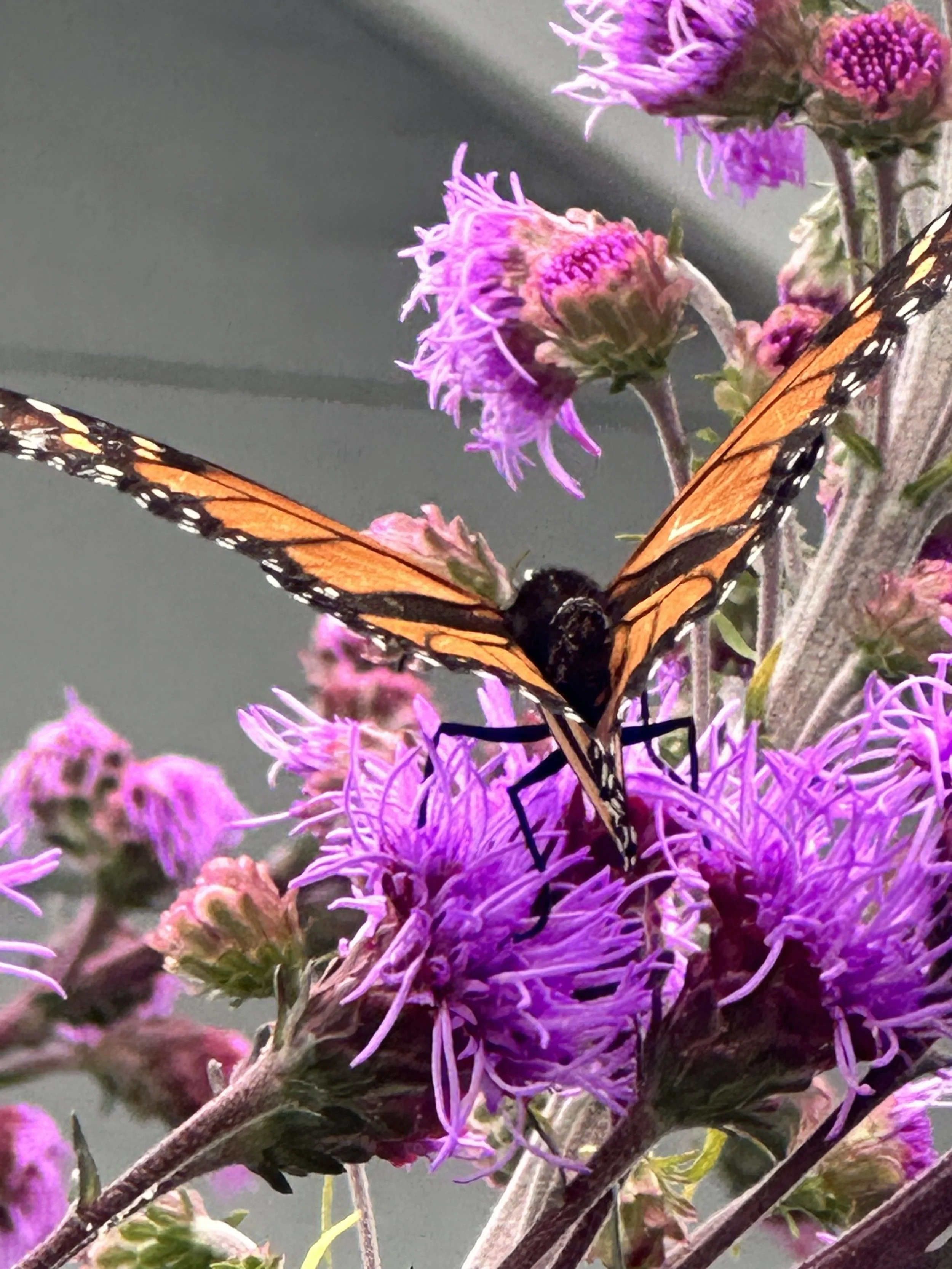 Monarch butterfly on liatris