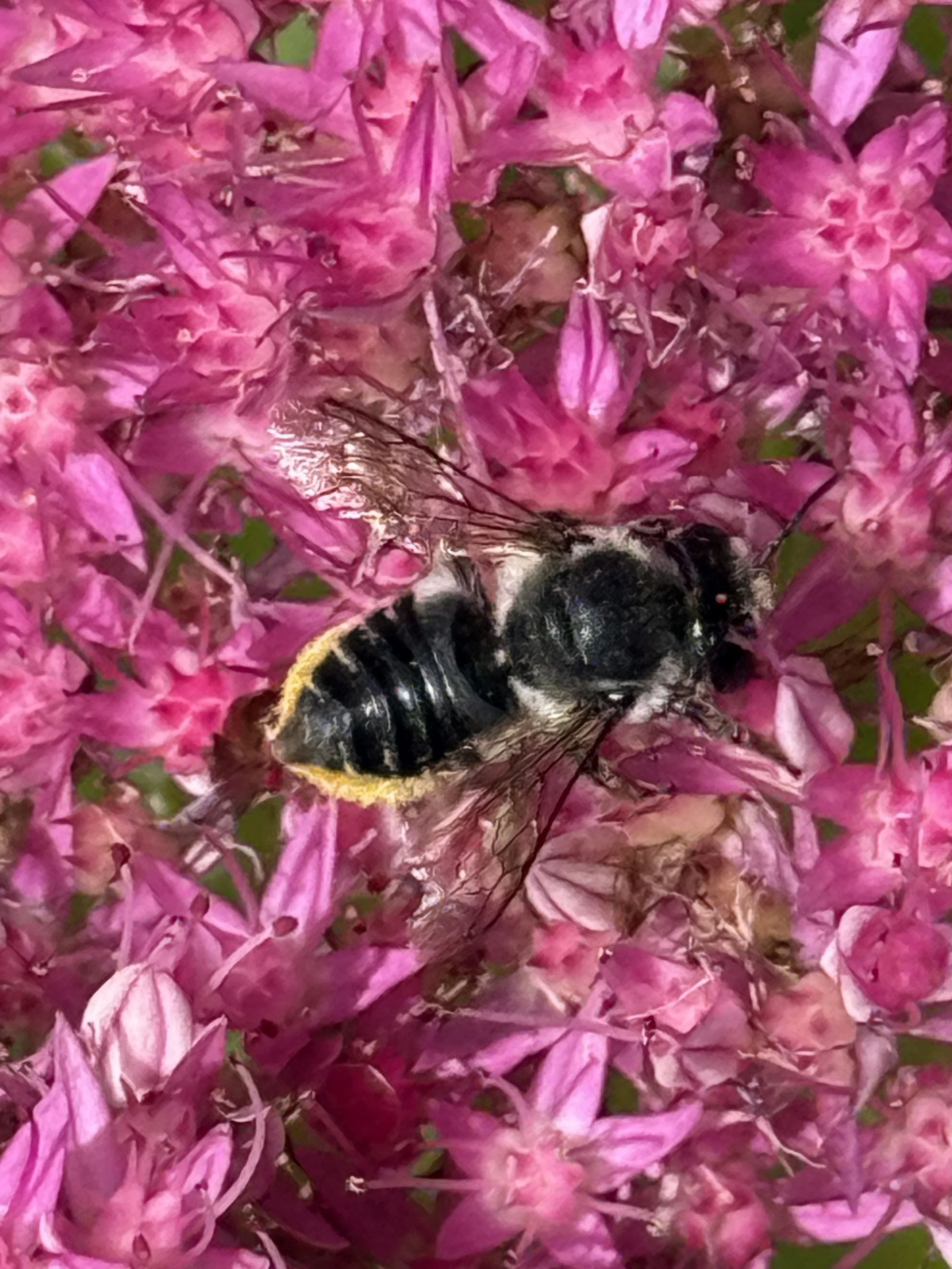 Flat-tailed Leafcutter bee on sedum