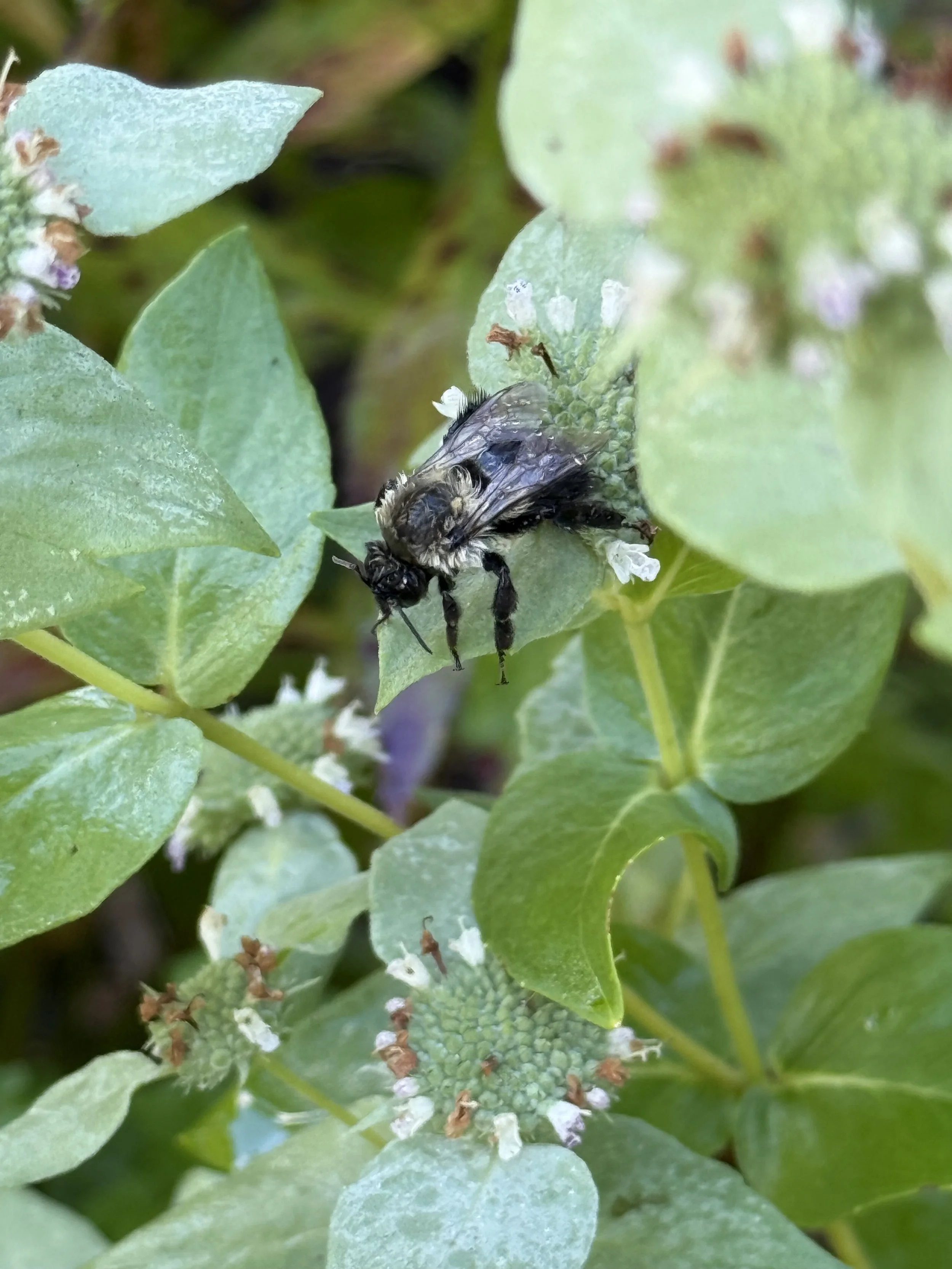 Unsure but perhaps a mining bee