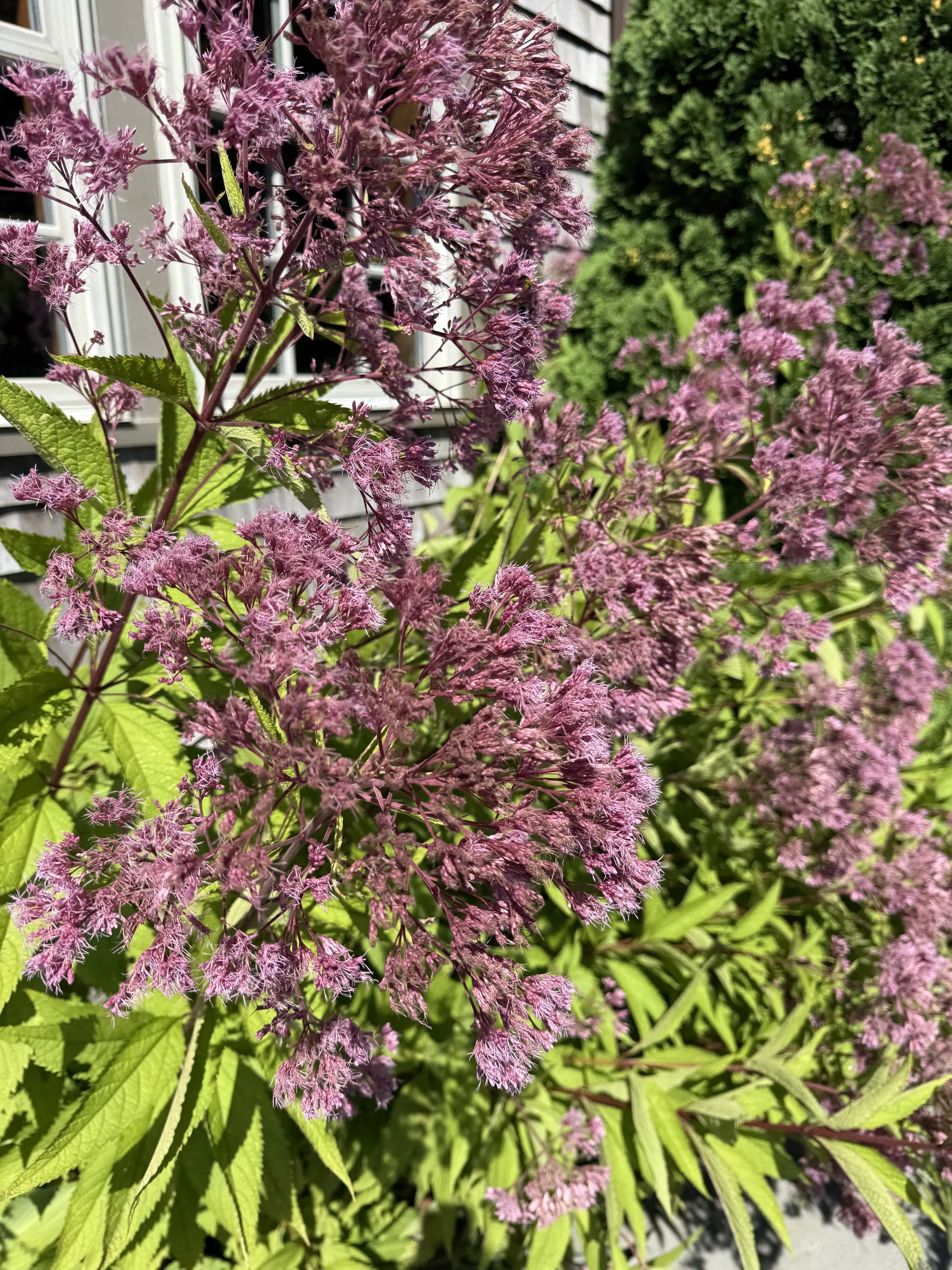 Joe-pye weed
