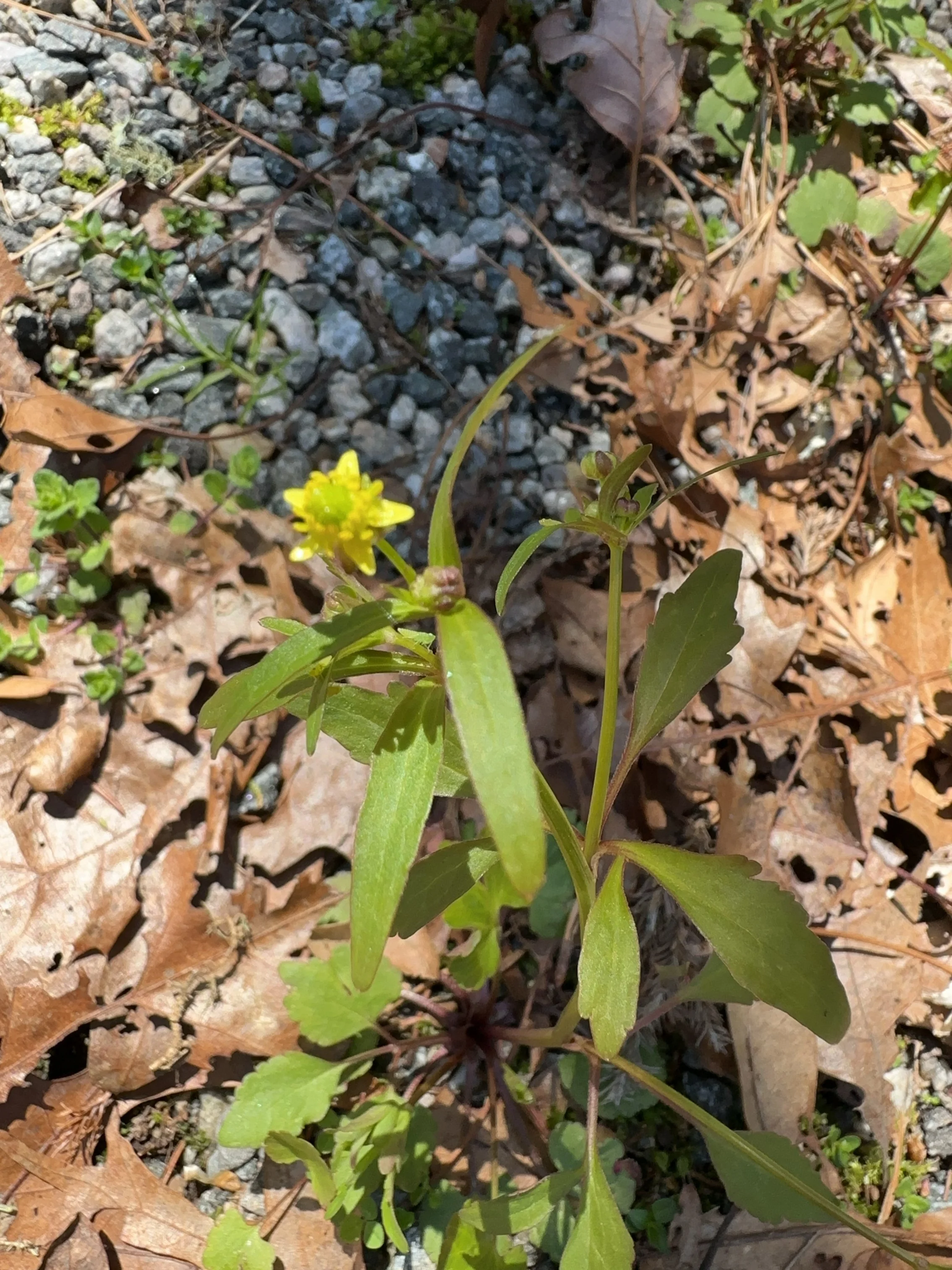 Smallflower buttercup