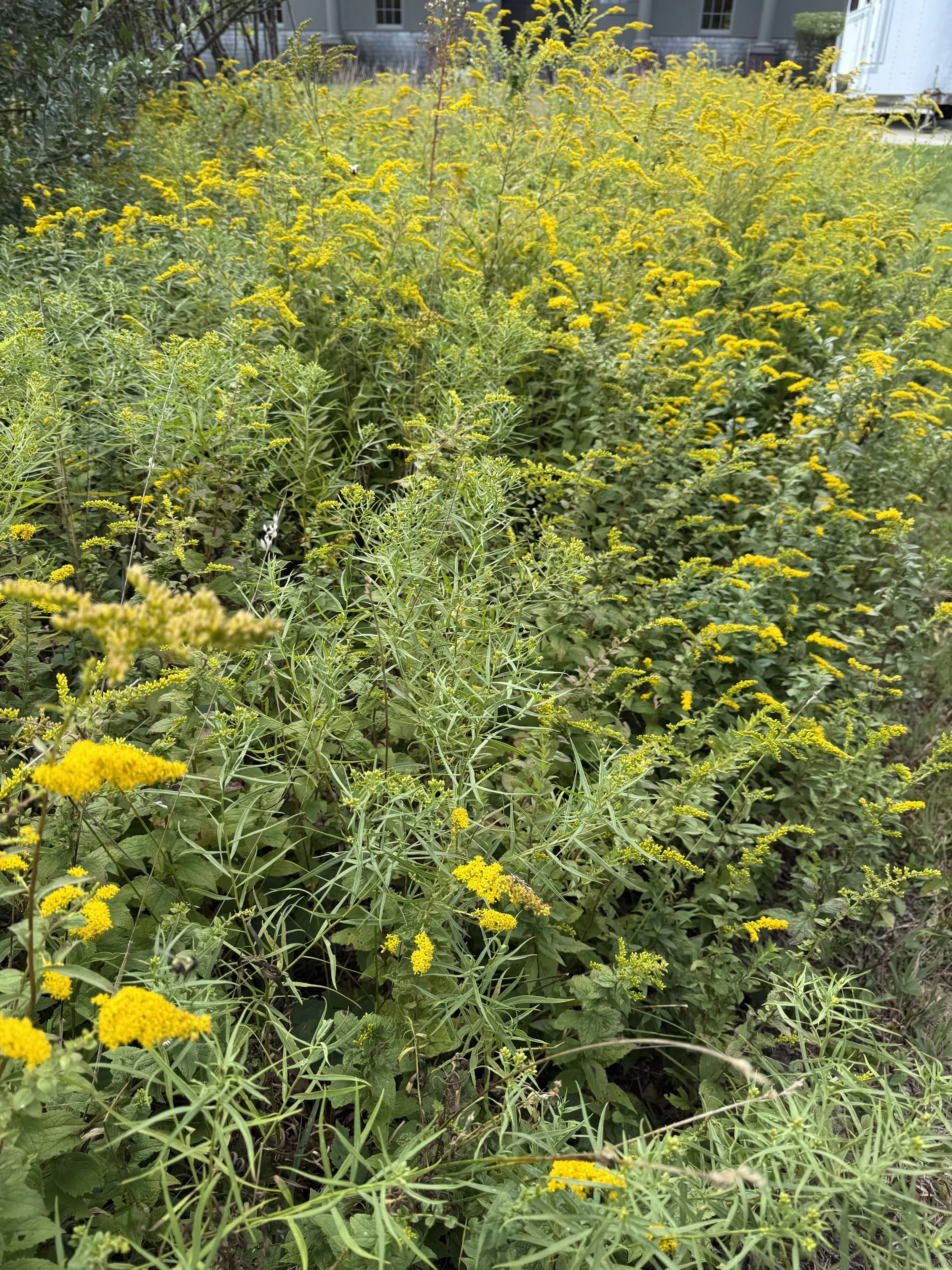 Goldenrod species