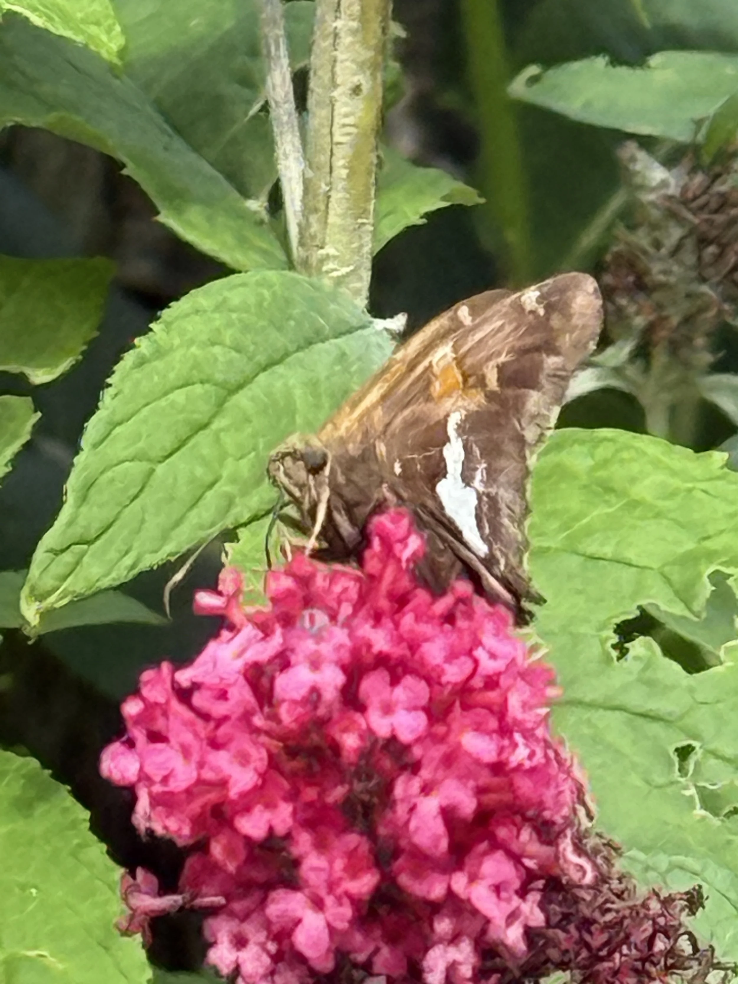 Silver-spotted Skipper
