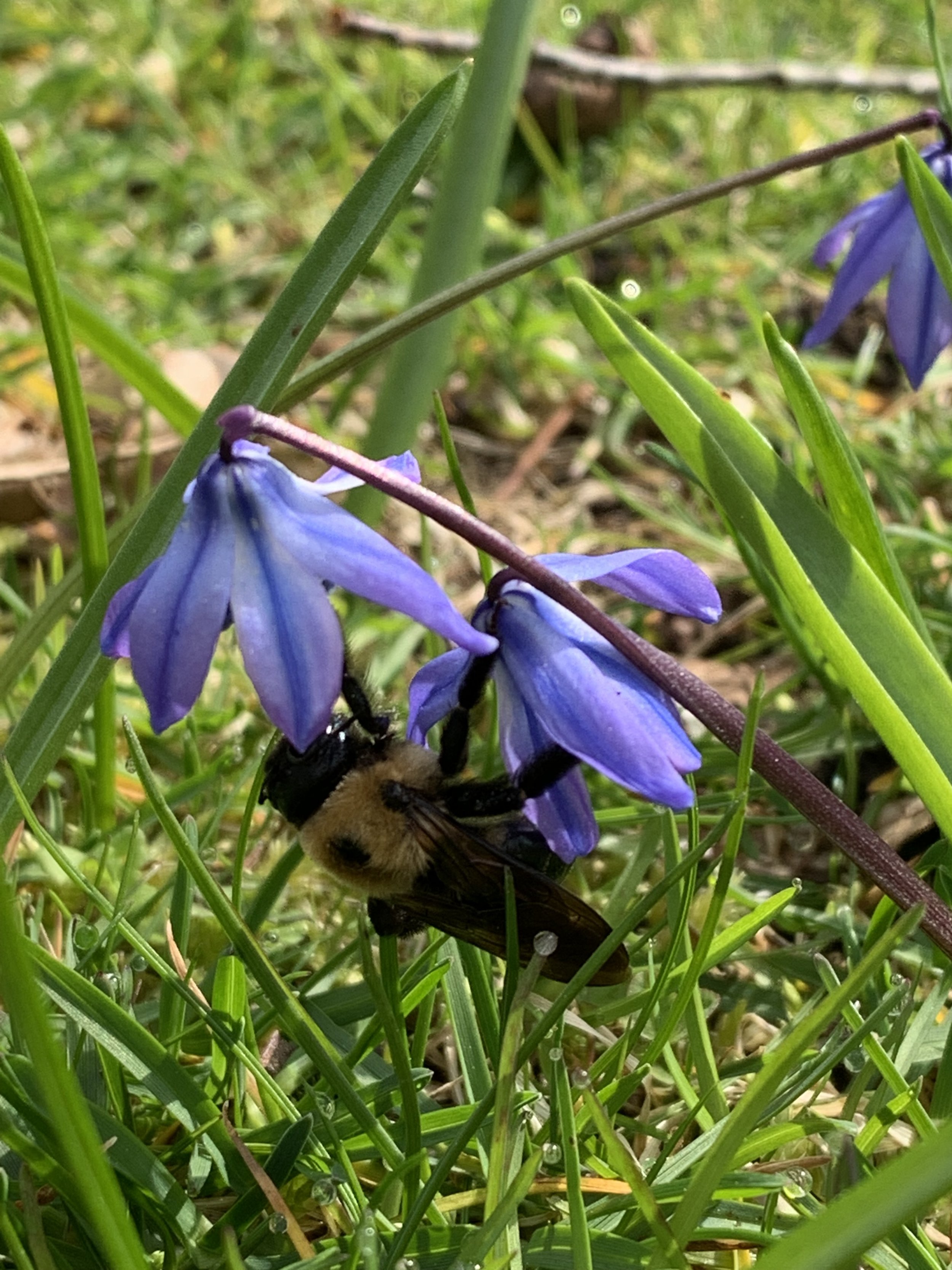 Bumble on spring squill