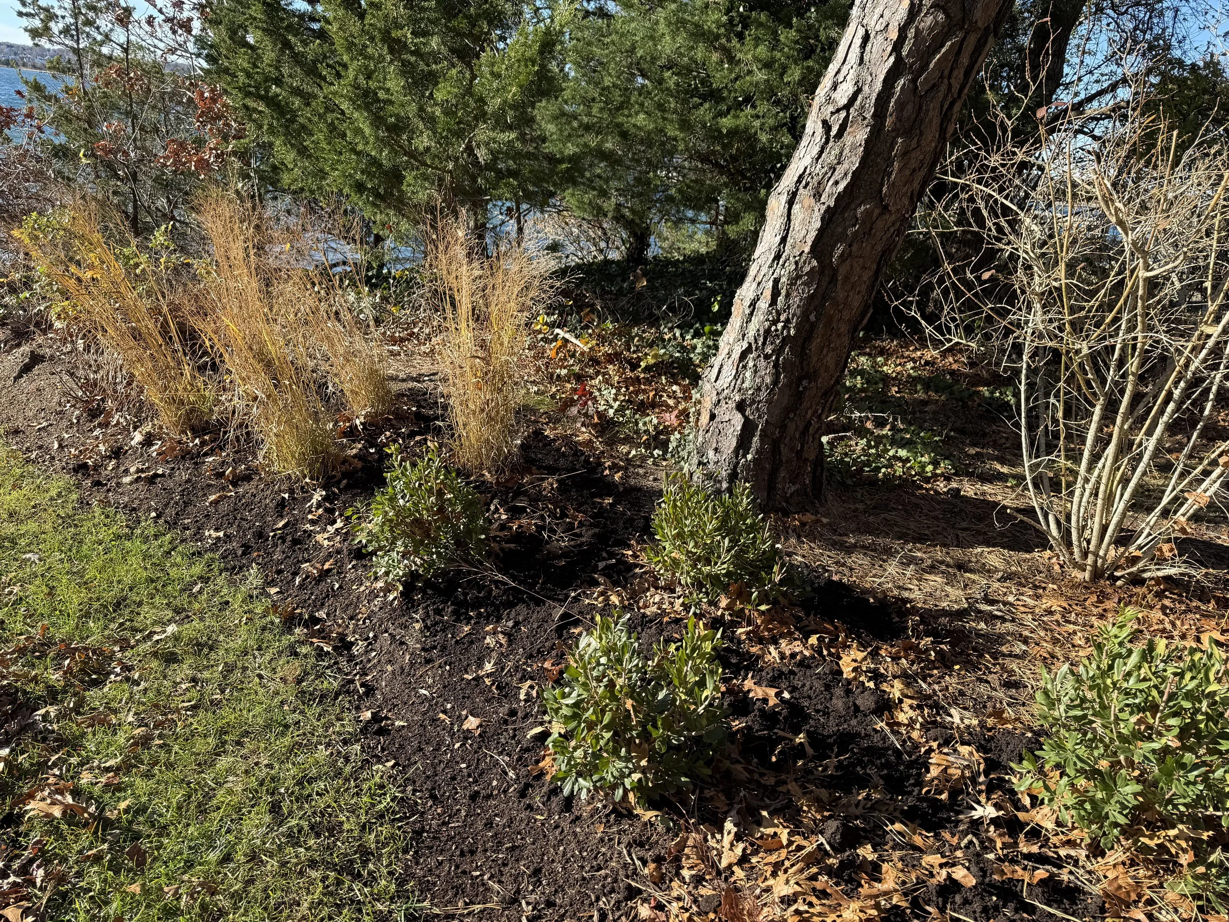 Switchgrass and Bayberry