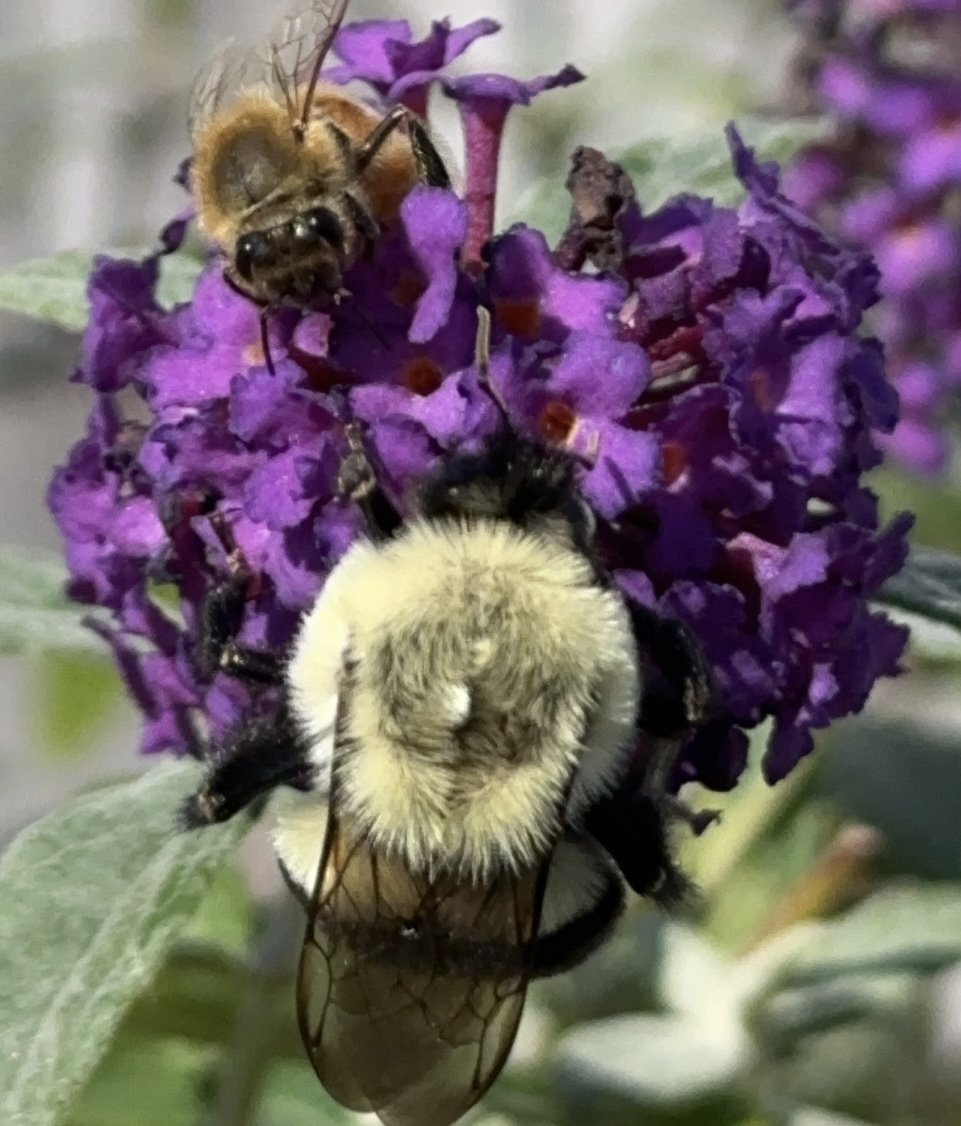 Bumble bee and honeybee