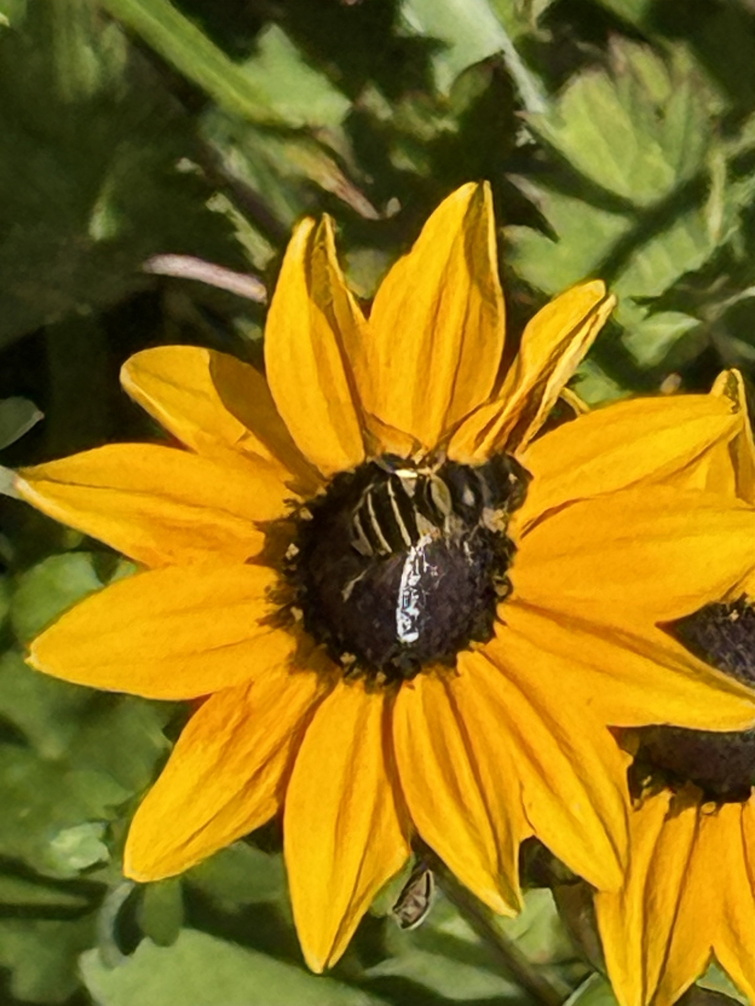 Transverse-banded Flower fly