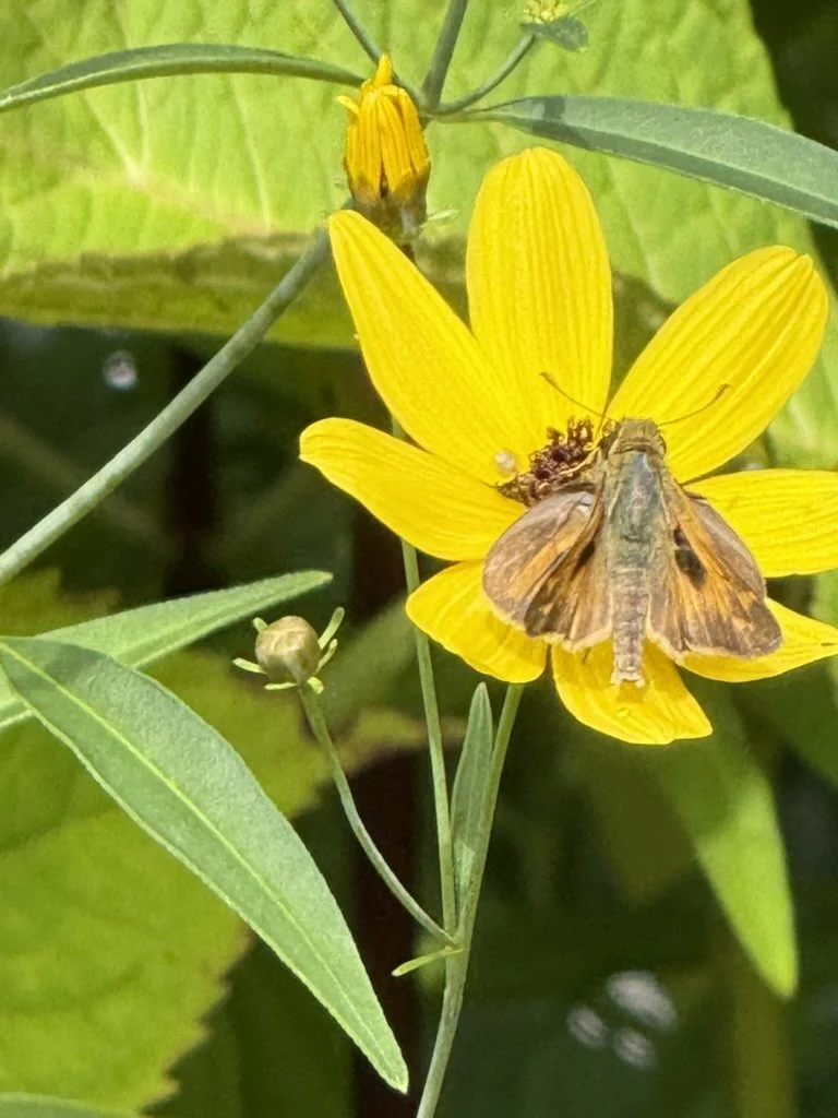 Sachem skipper butterfly