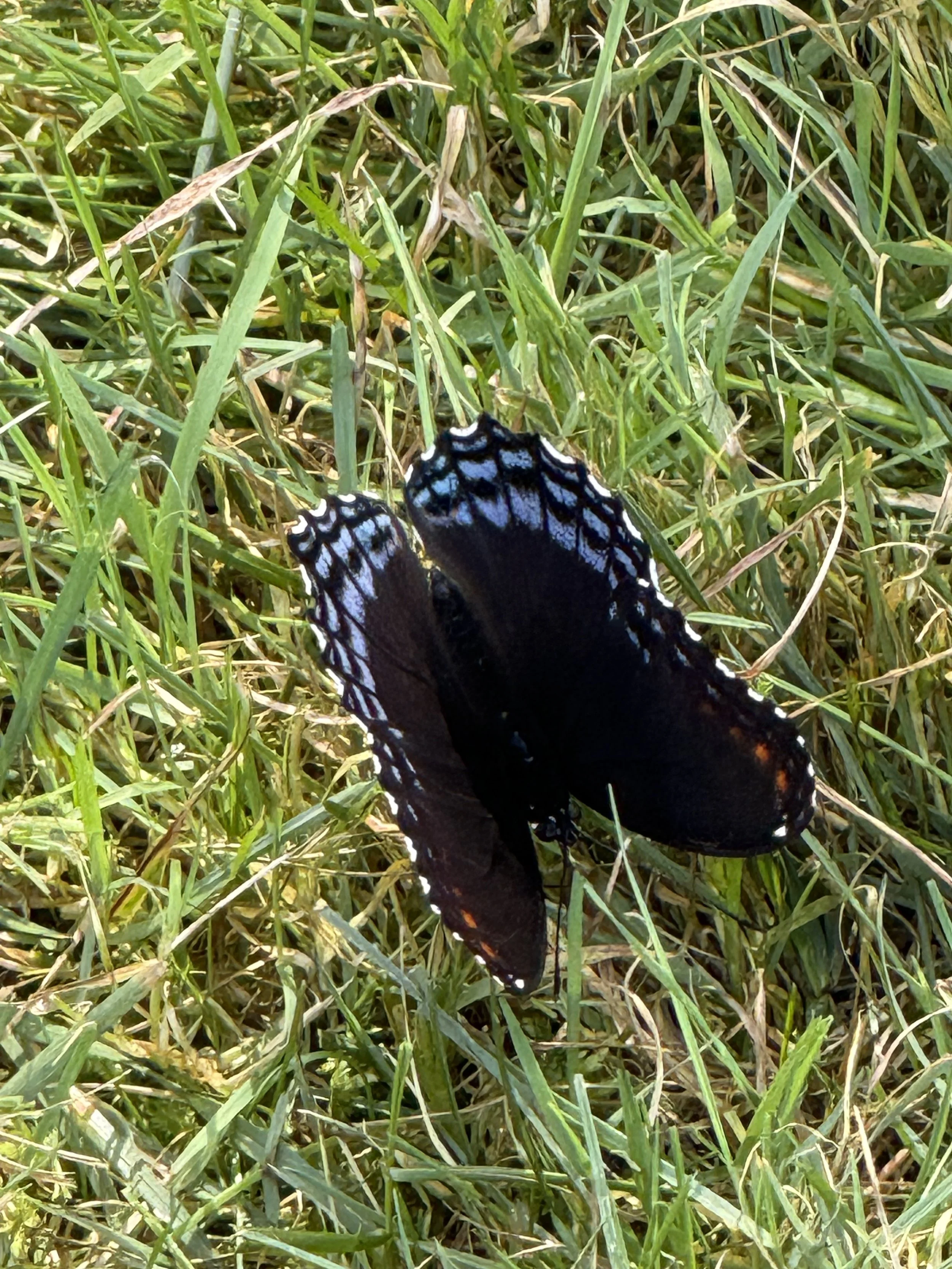 Red-spotted Admiral butterfly