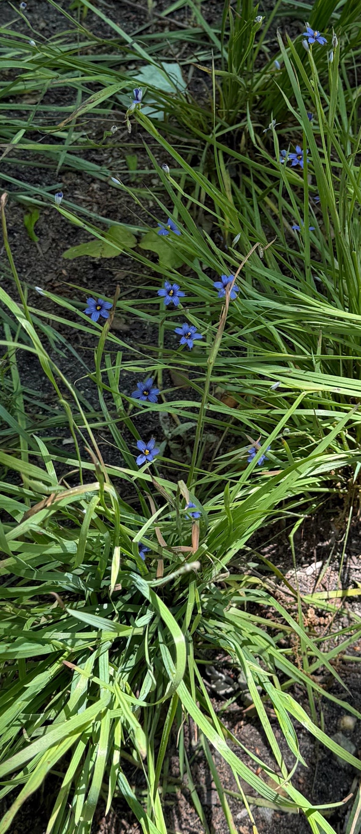 Blue-eyed grass