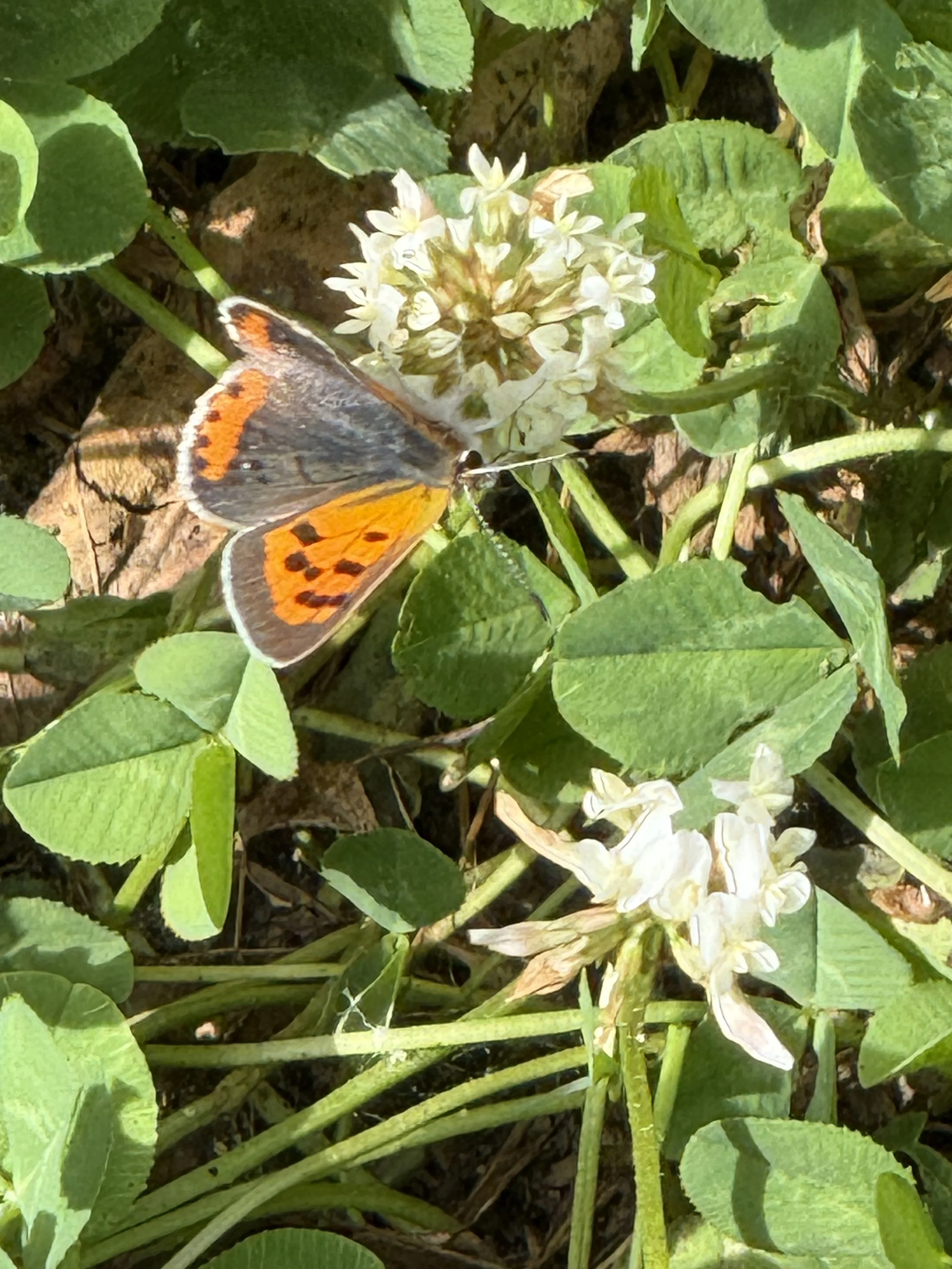 American Copper butterfly