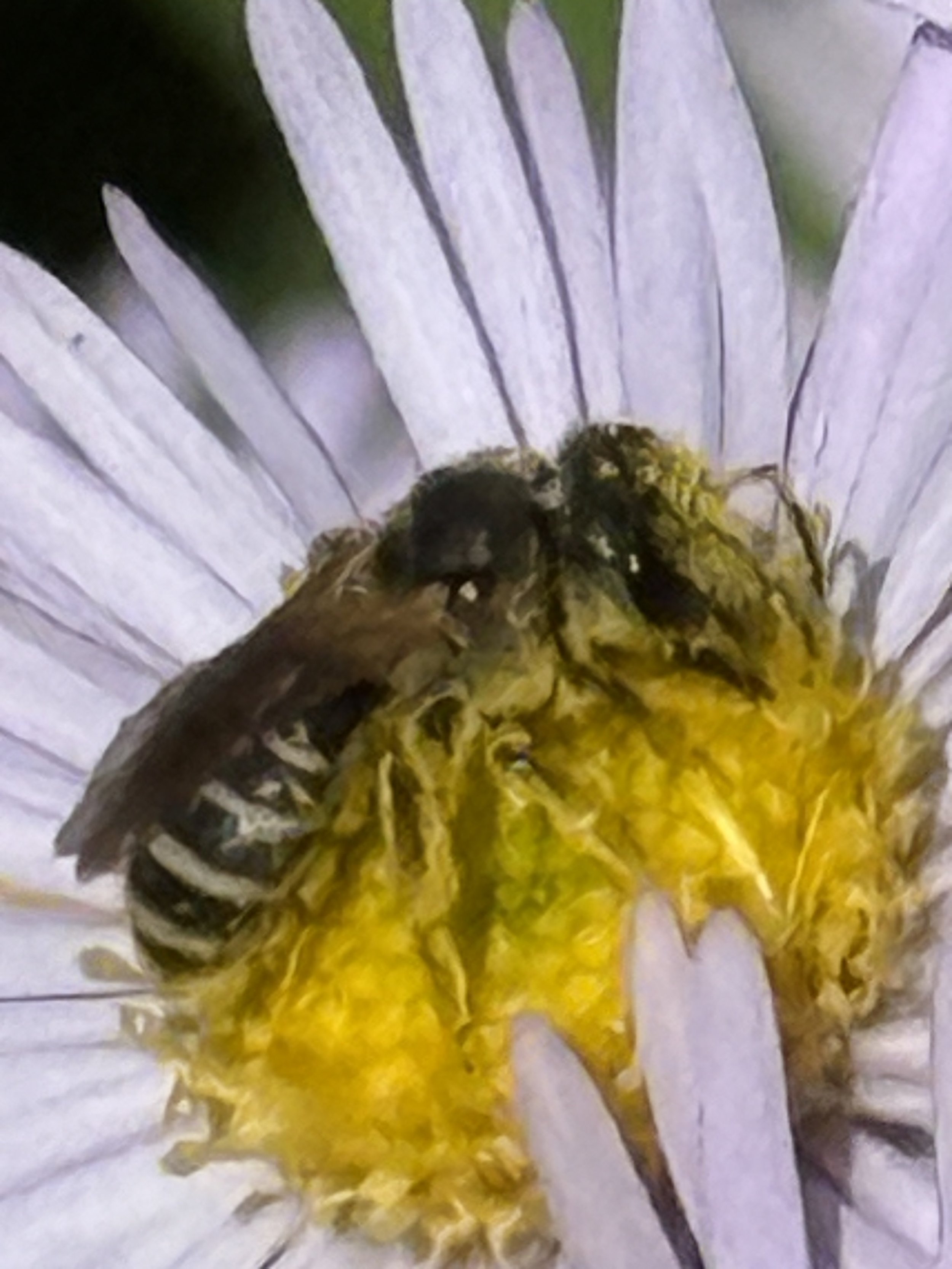 Ligated Furrow bee