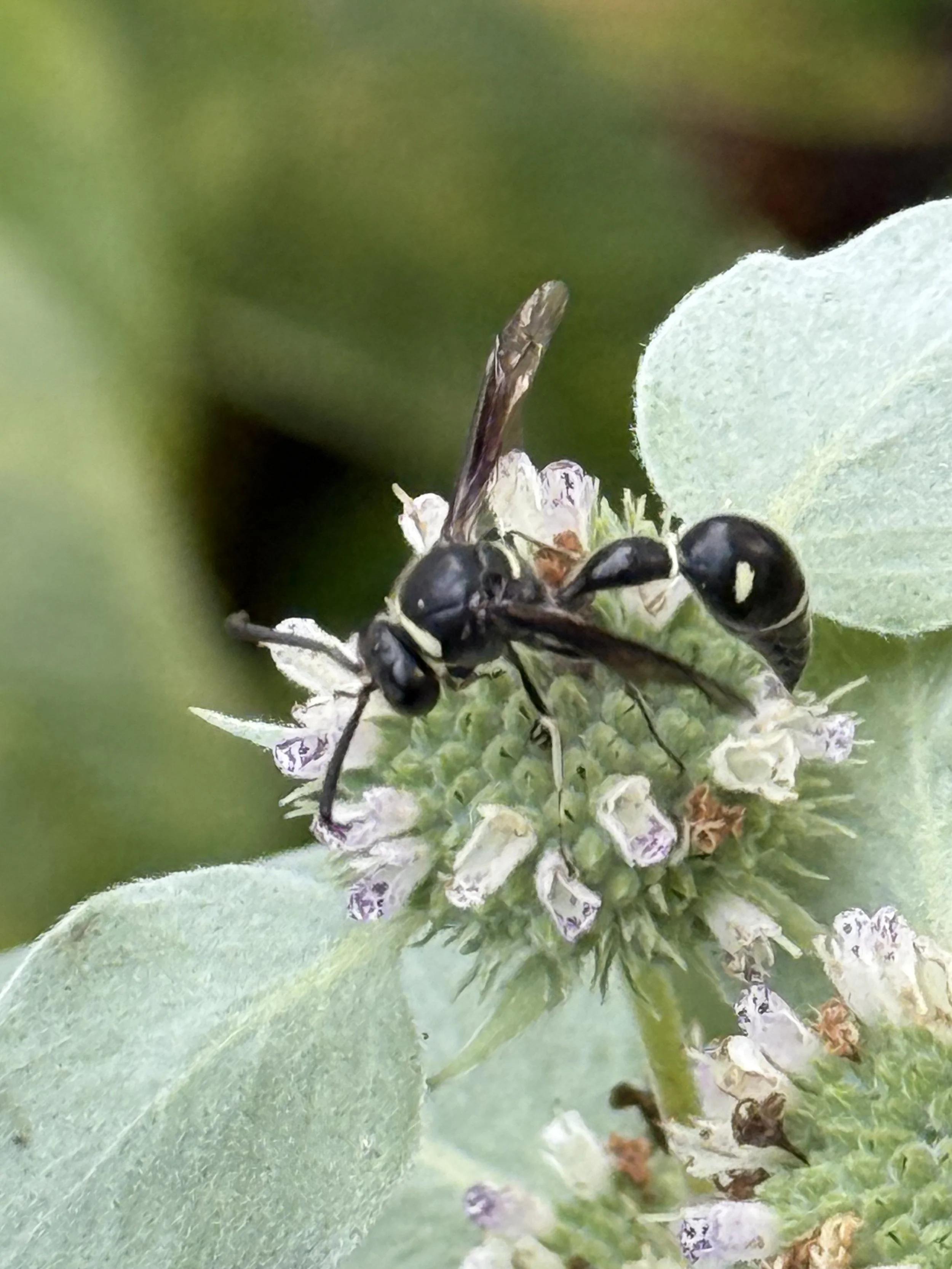 Fraternal Potter Wasp