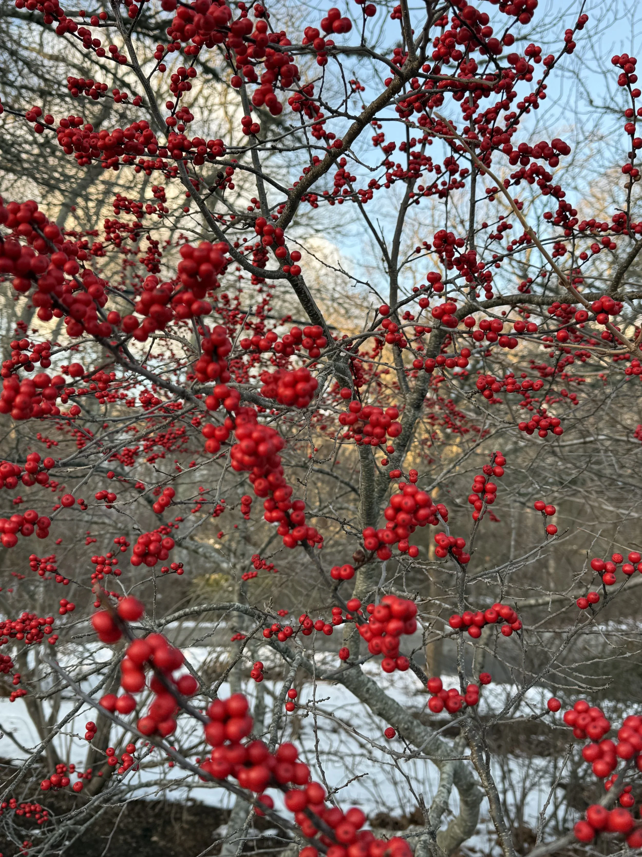 Winterberry