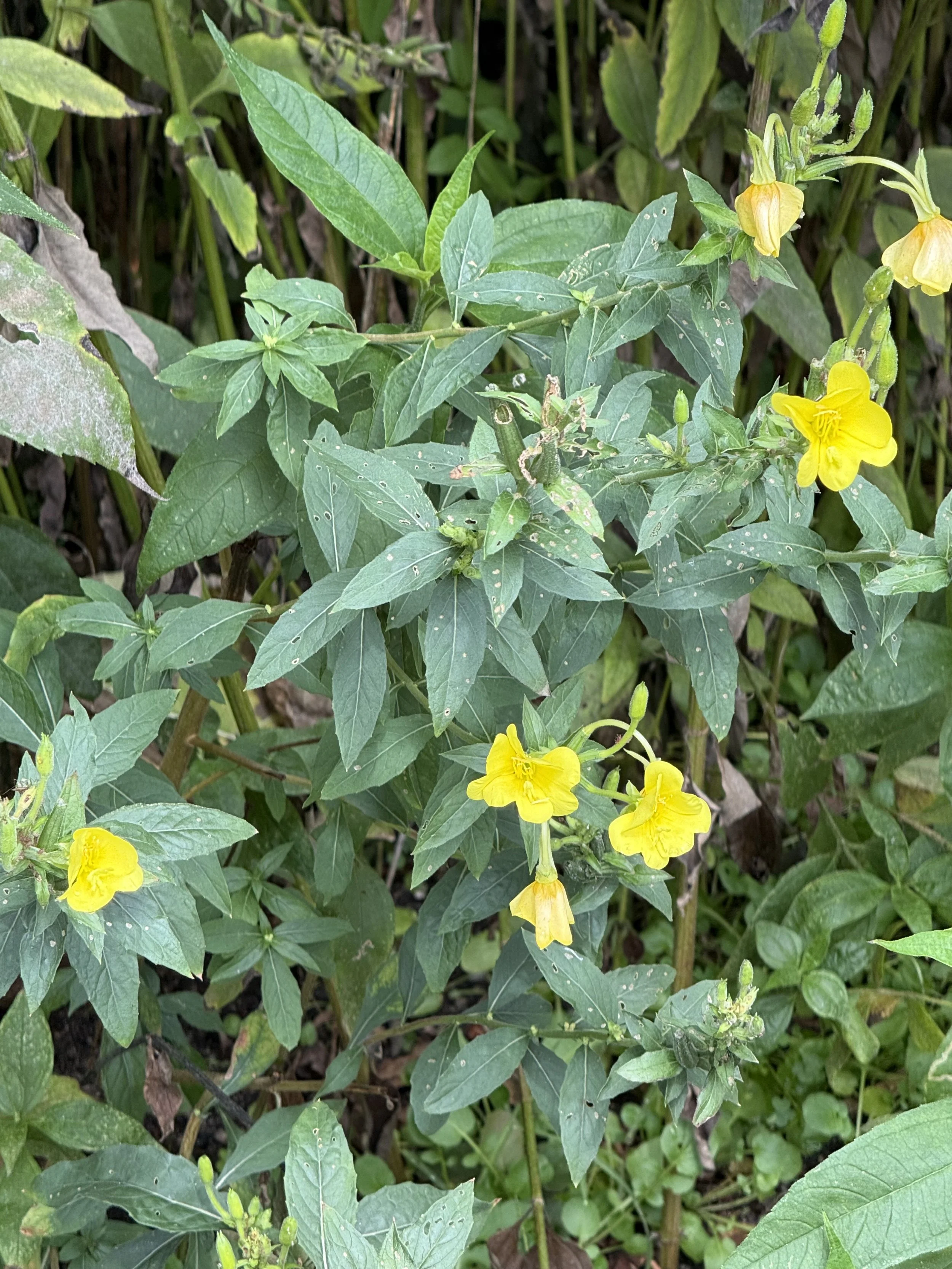 Evening primrose