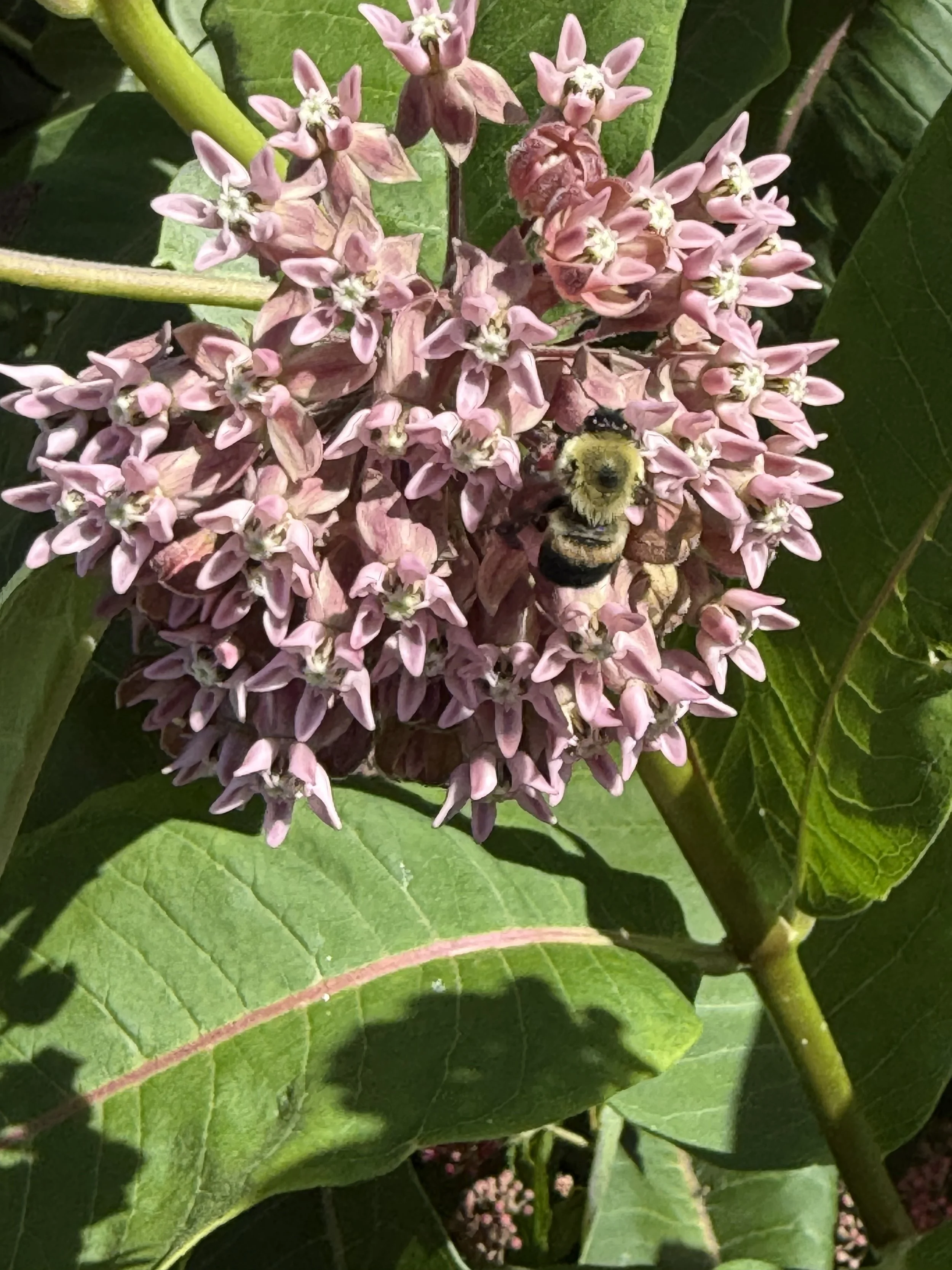 Common milkweed