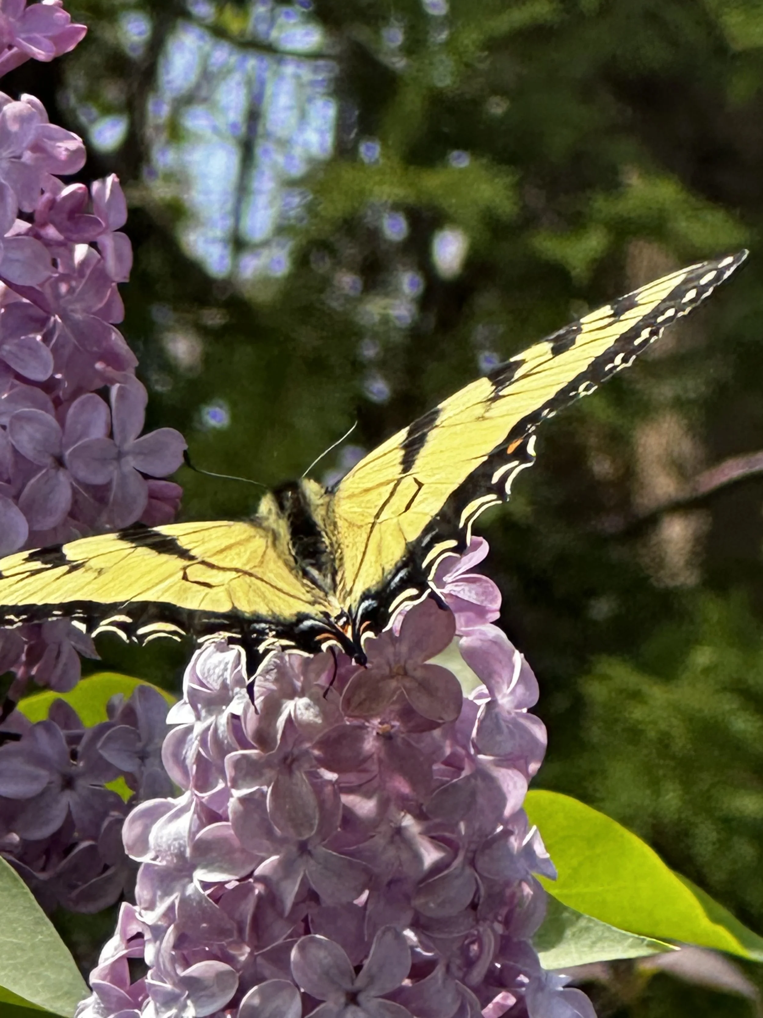 Eastern tiger Swallowtail butterfly on lilac