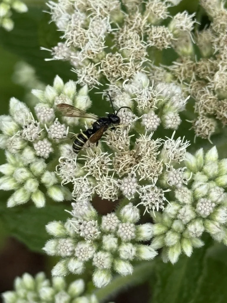 Four-banded Stink Bug Hunter wasp on boneset