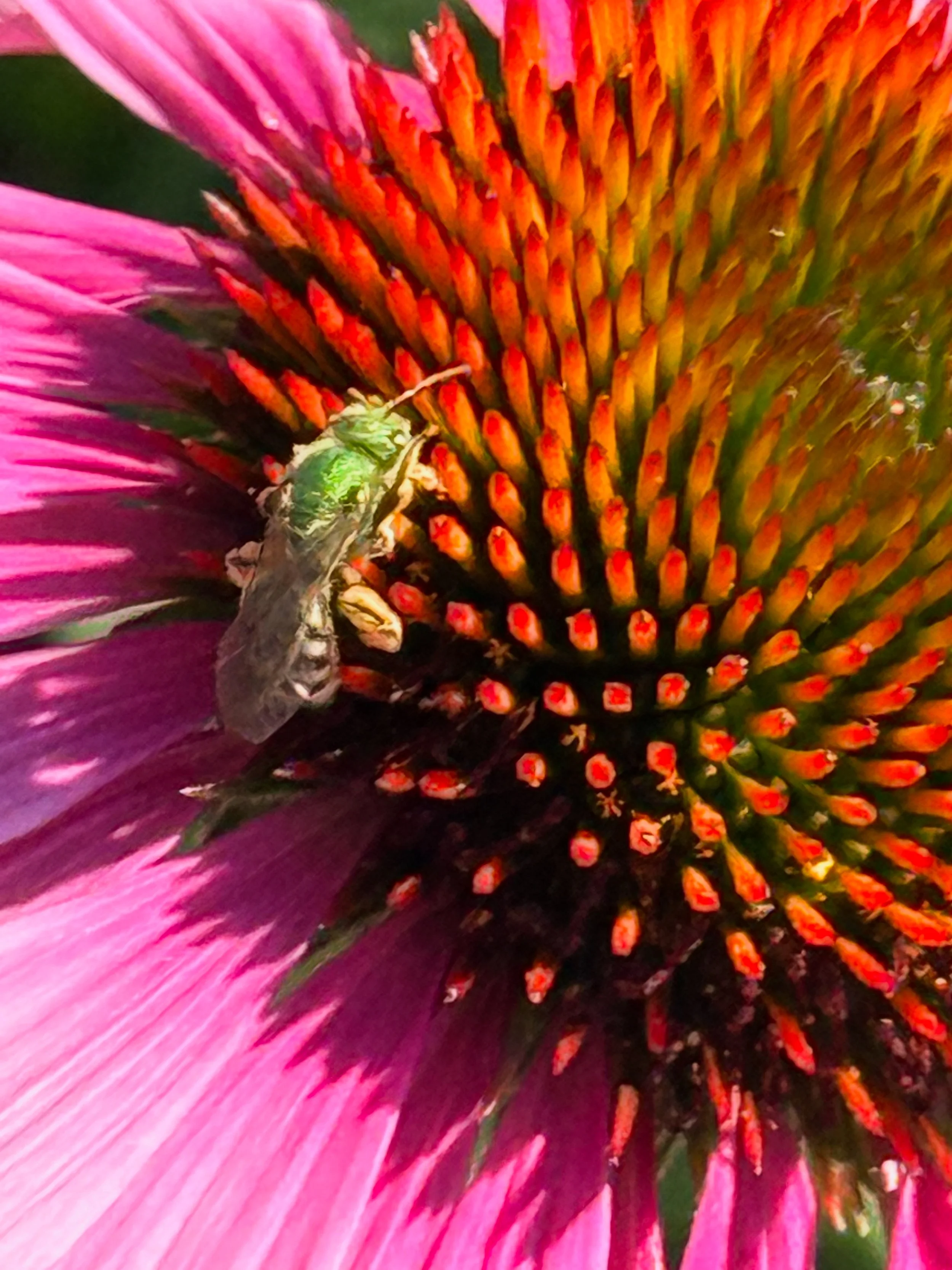 Metallic Green sweat bee on echinacea