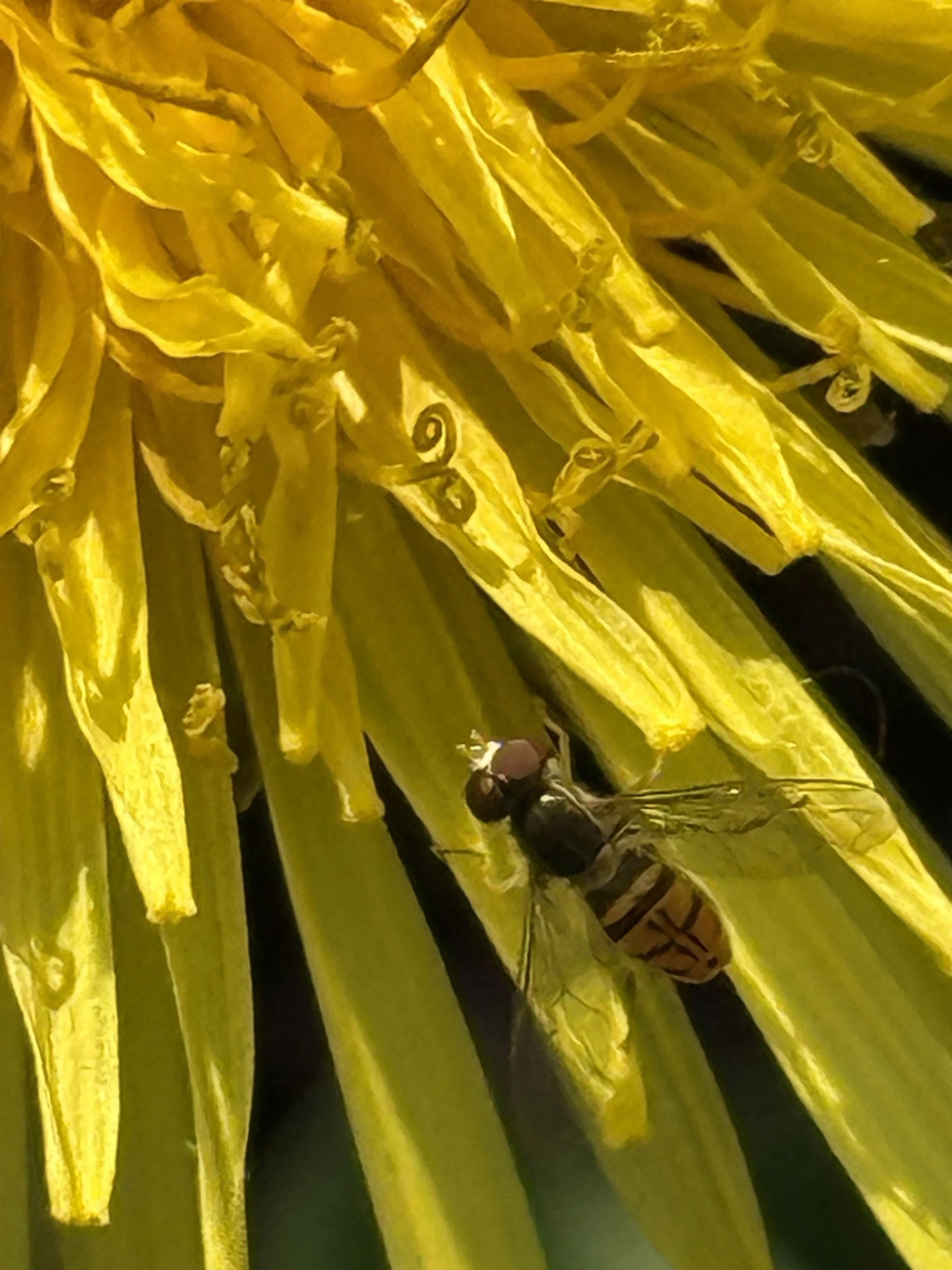 Margined Calligrapher on dandelion