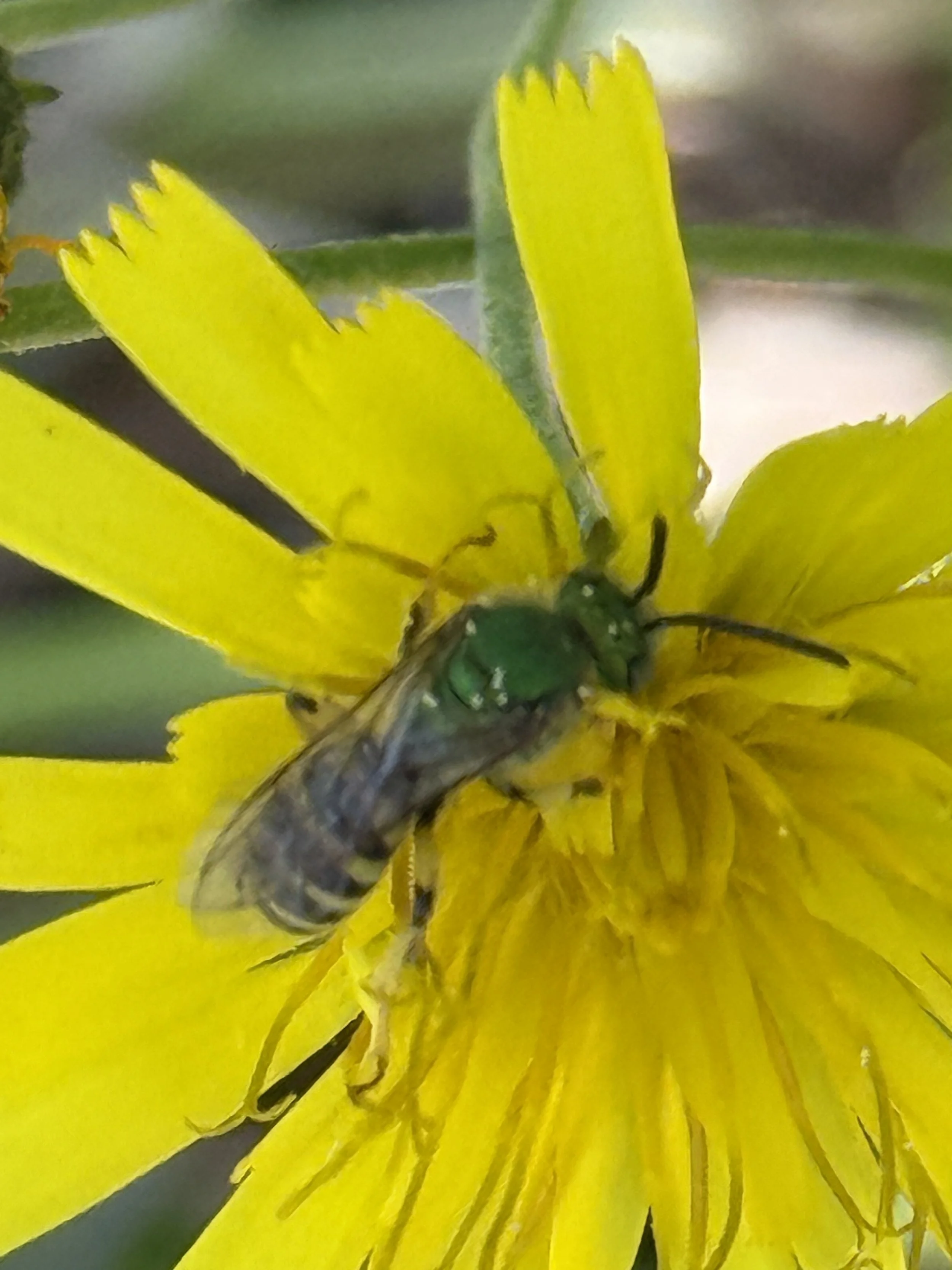 Metallic Green sweat bee