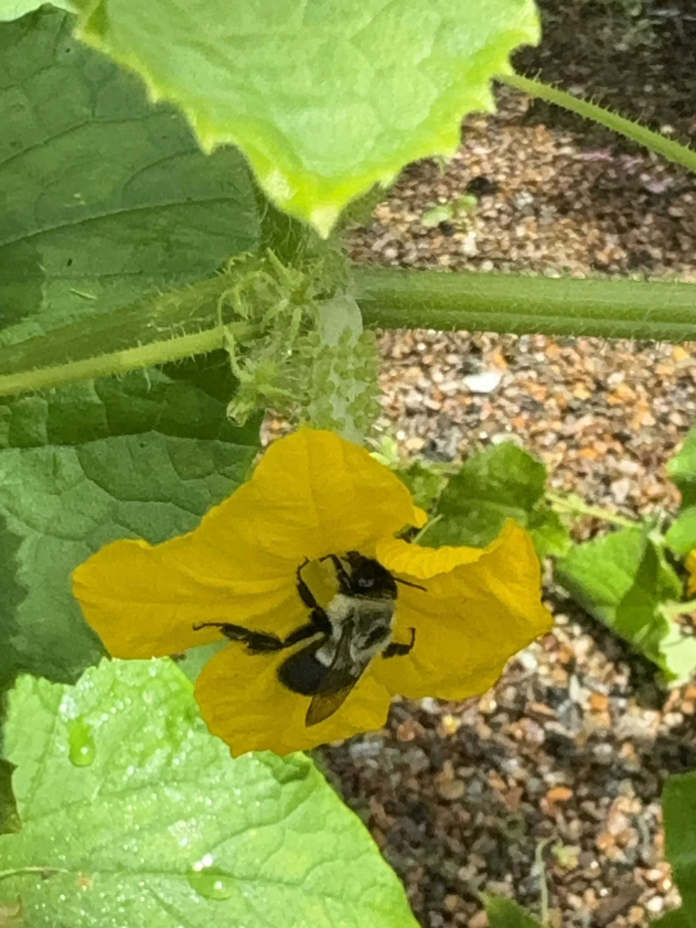 Eastern Bumble bee on cucumber