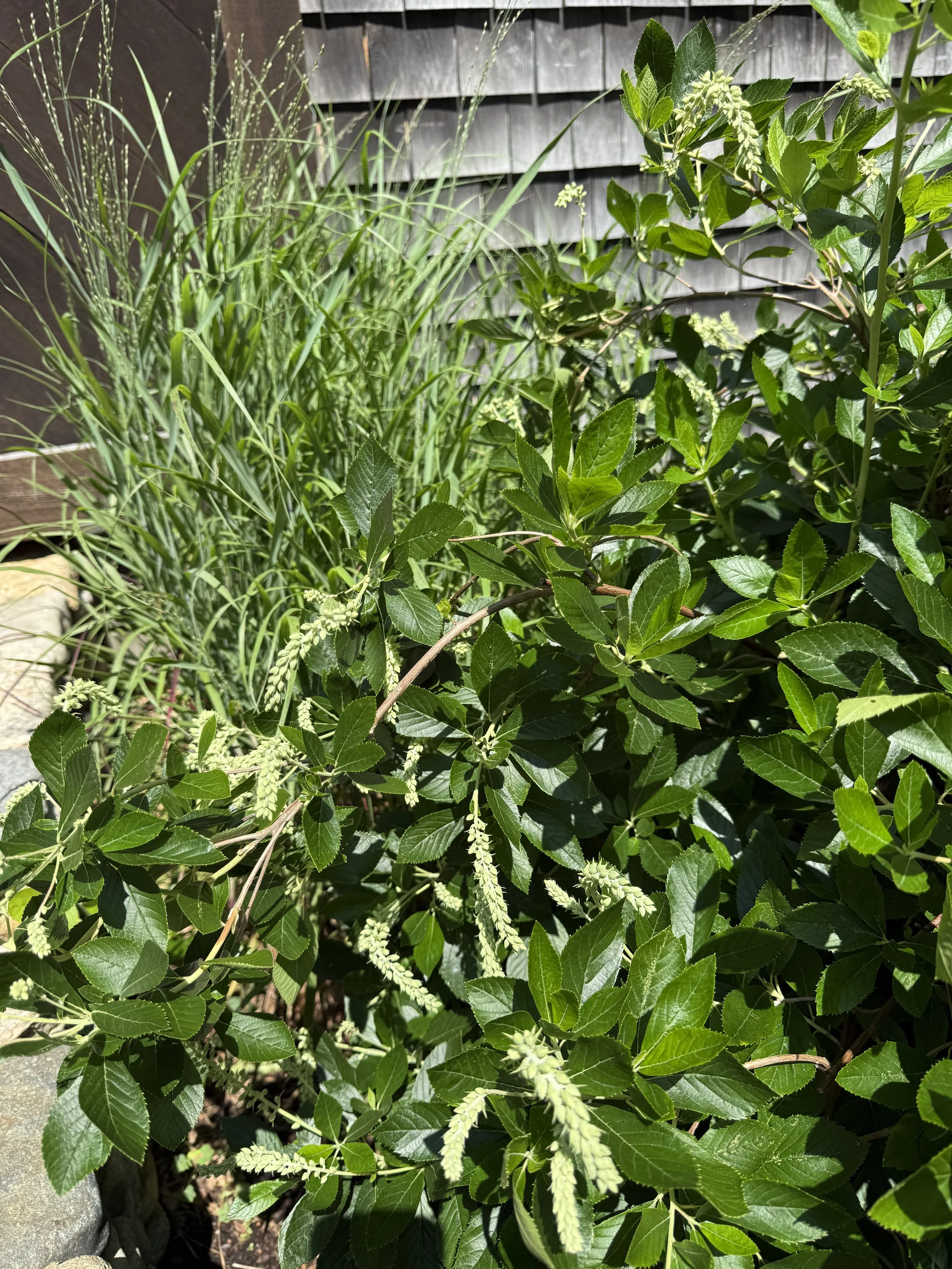 Sweet pepperbush and Switchgrass